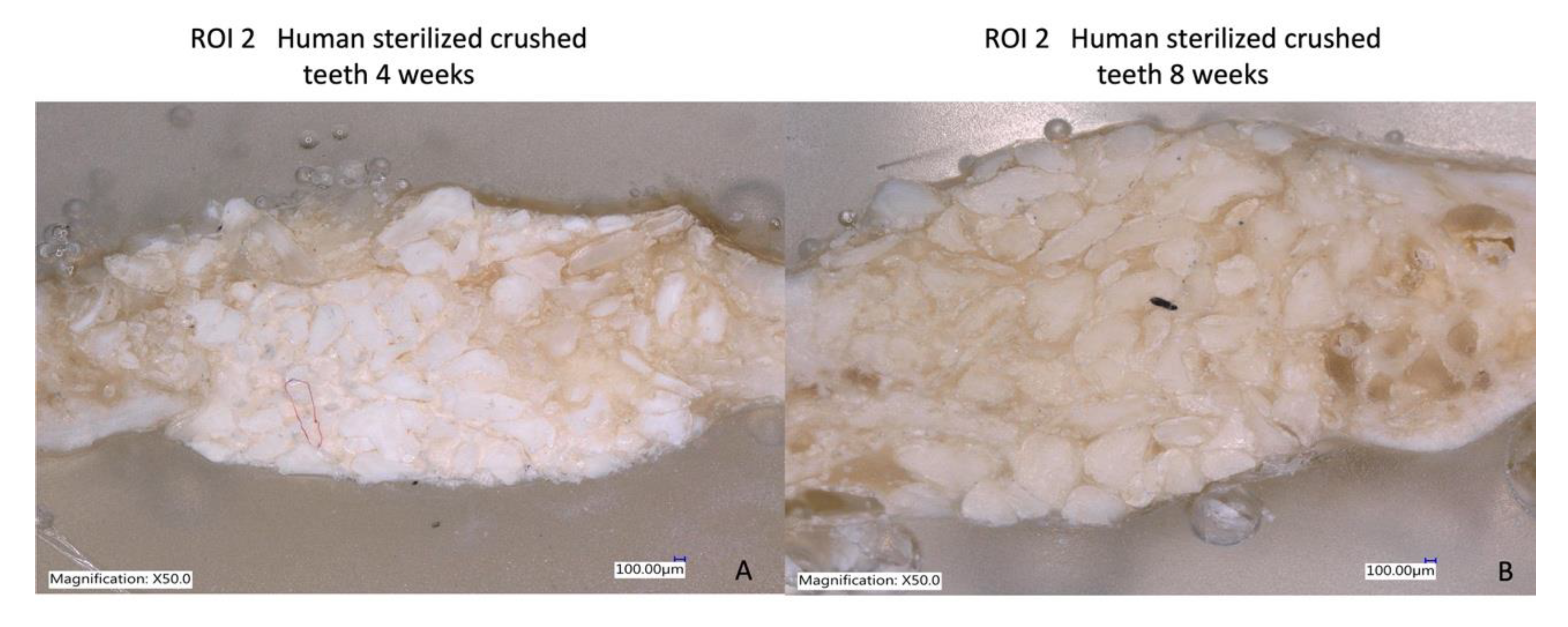 Bioengineering 10 00638 g012