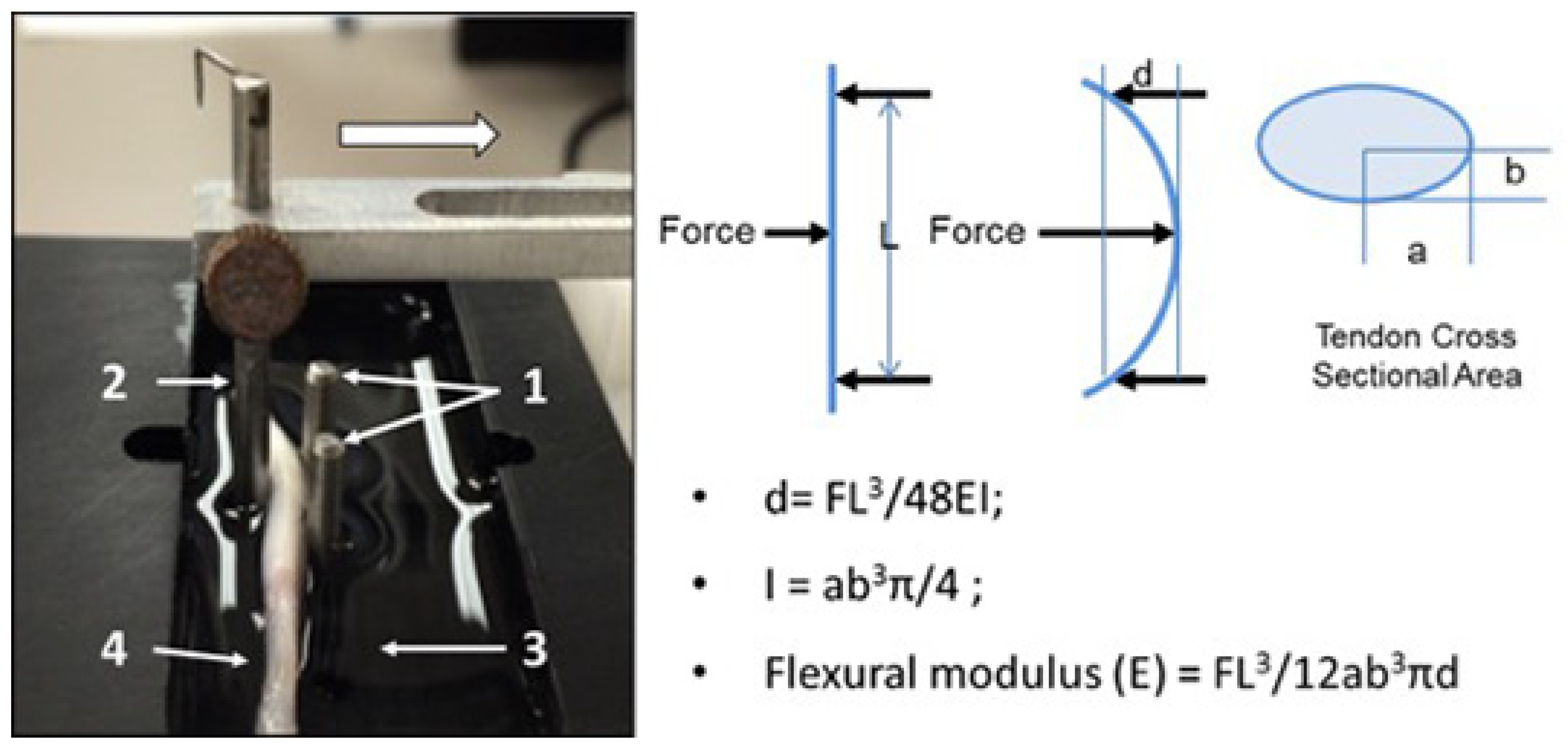 Bioengineering 10 00641 g001