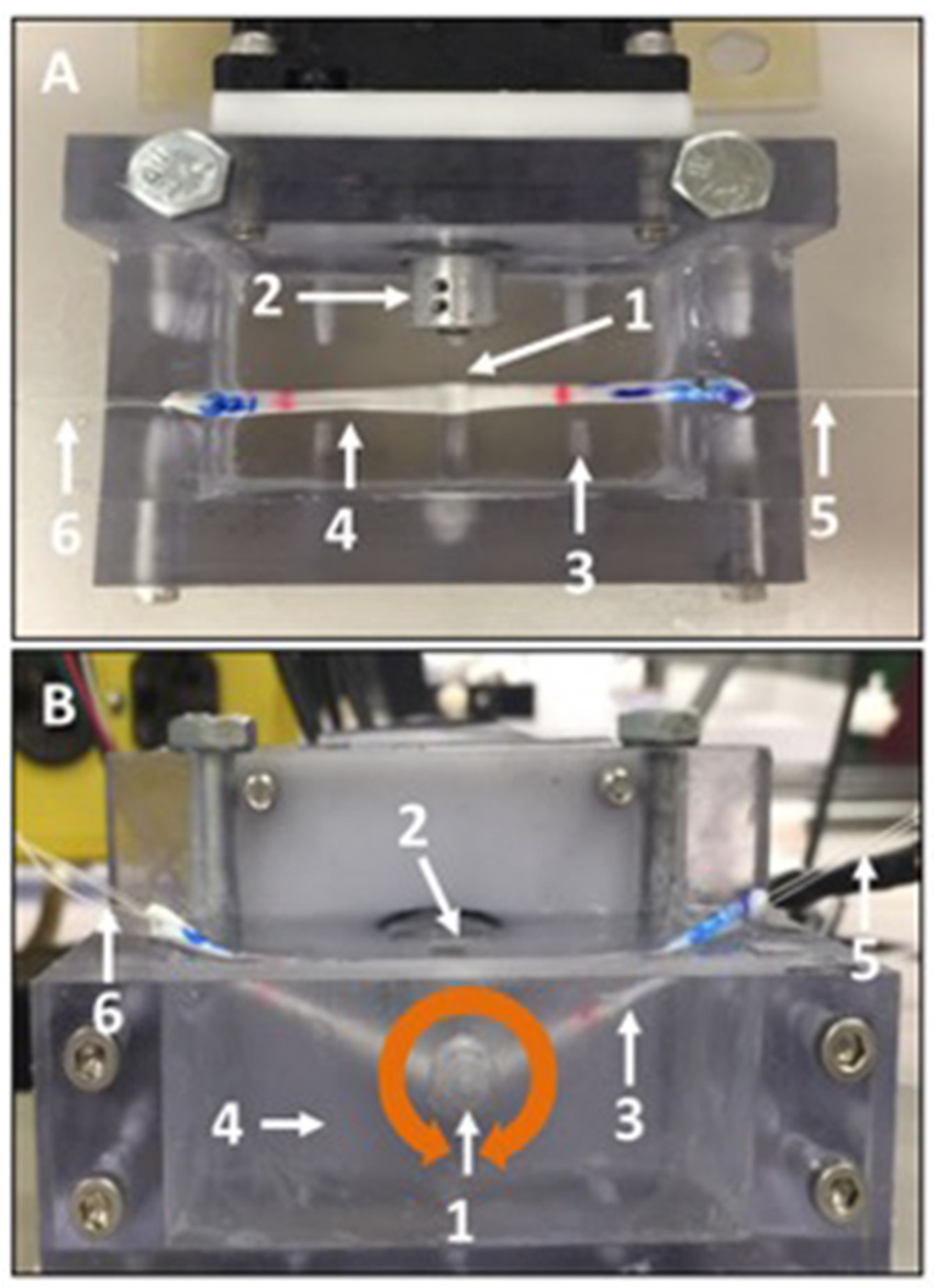 Bioengineering 10 00641 g003