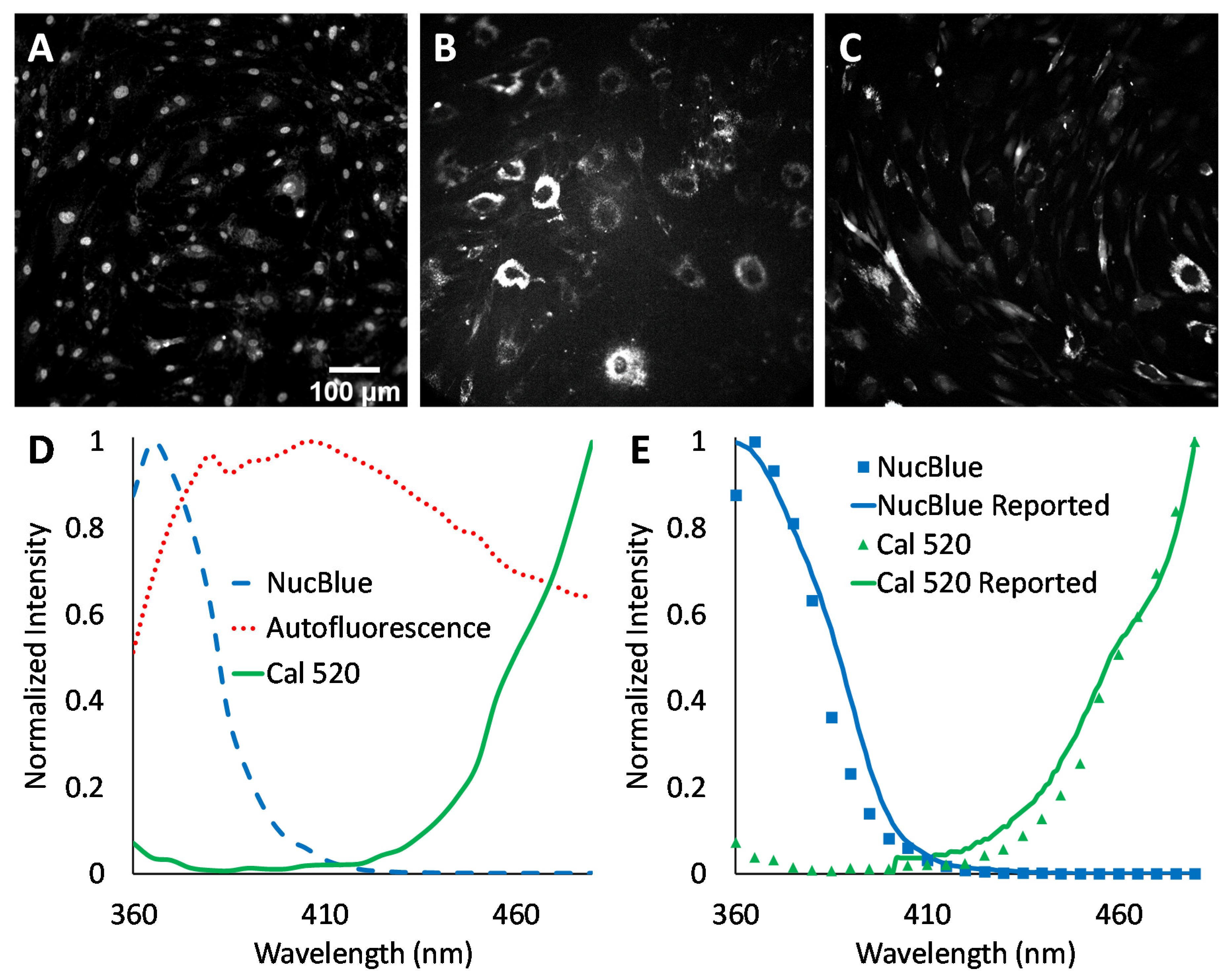 Bioengineering 10 00642 g003