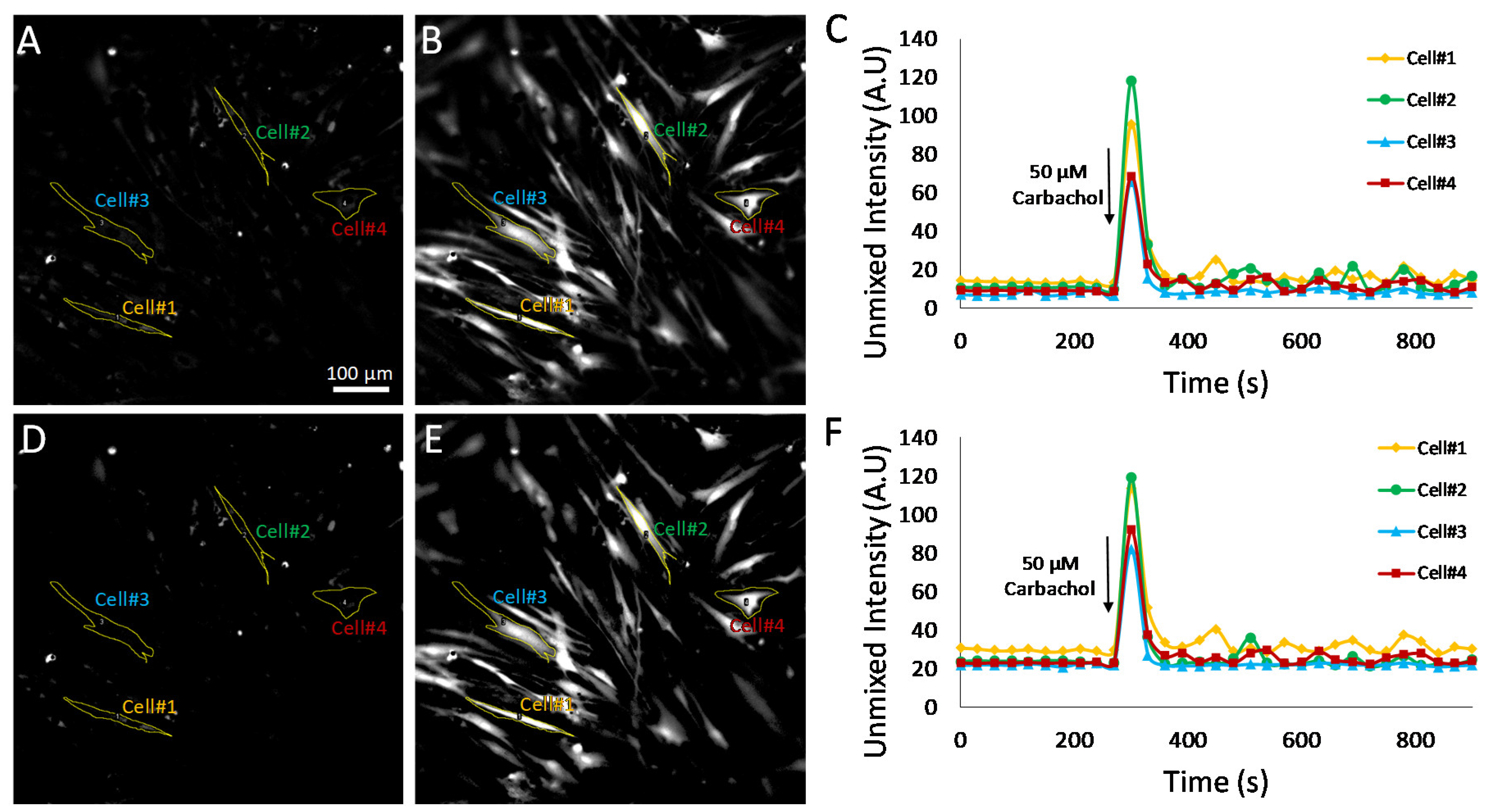 Bioengineering 10 00642 g008
