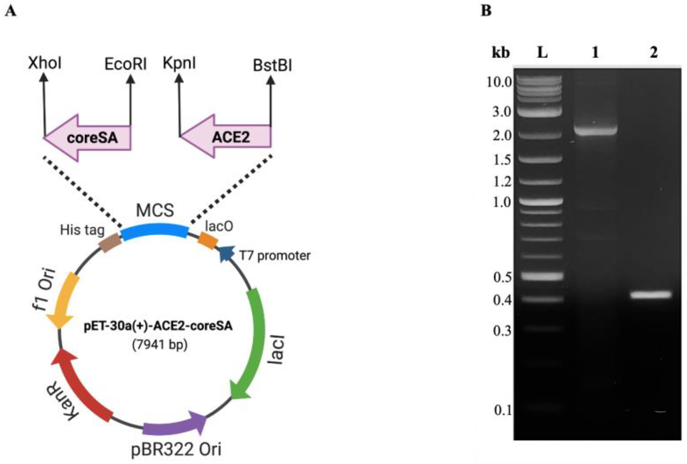 Bioengineering 10 00652 g001