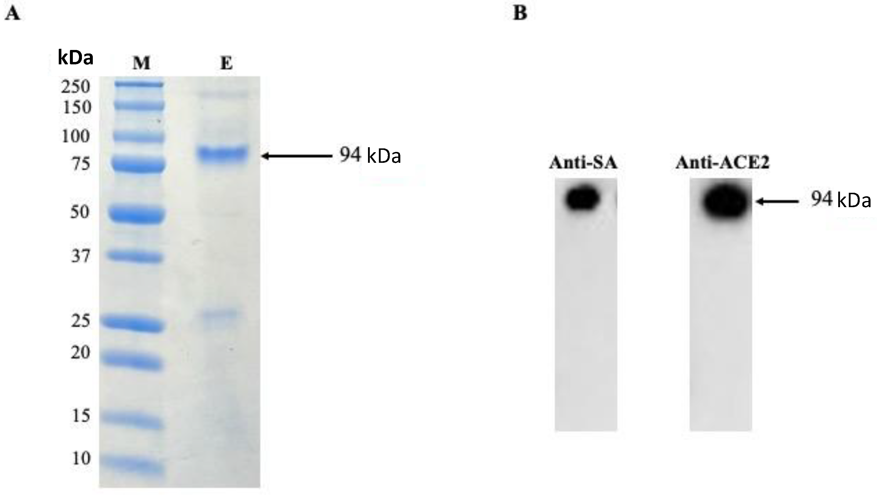 Bioengineering 10 00652 g002