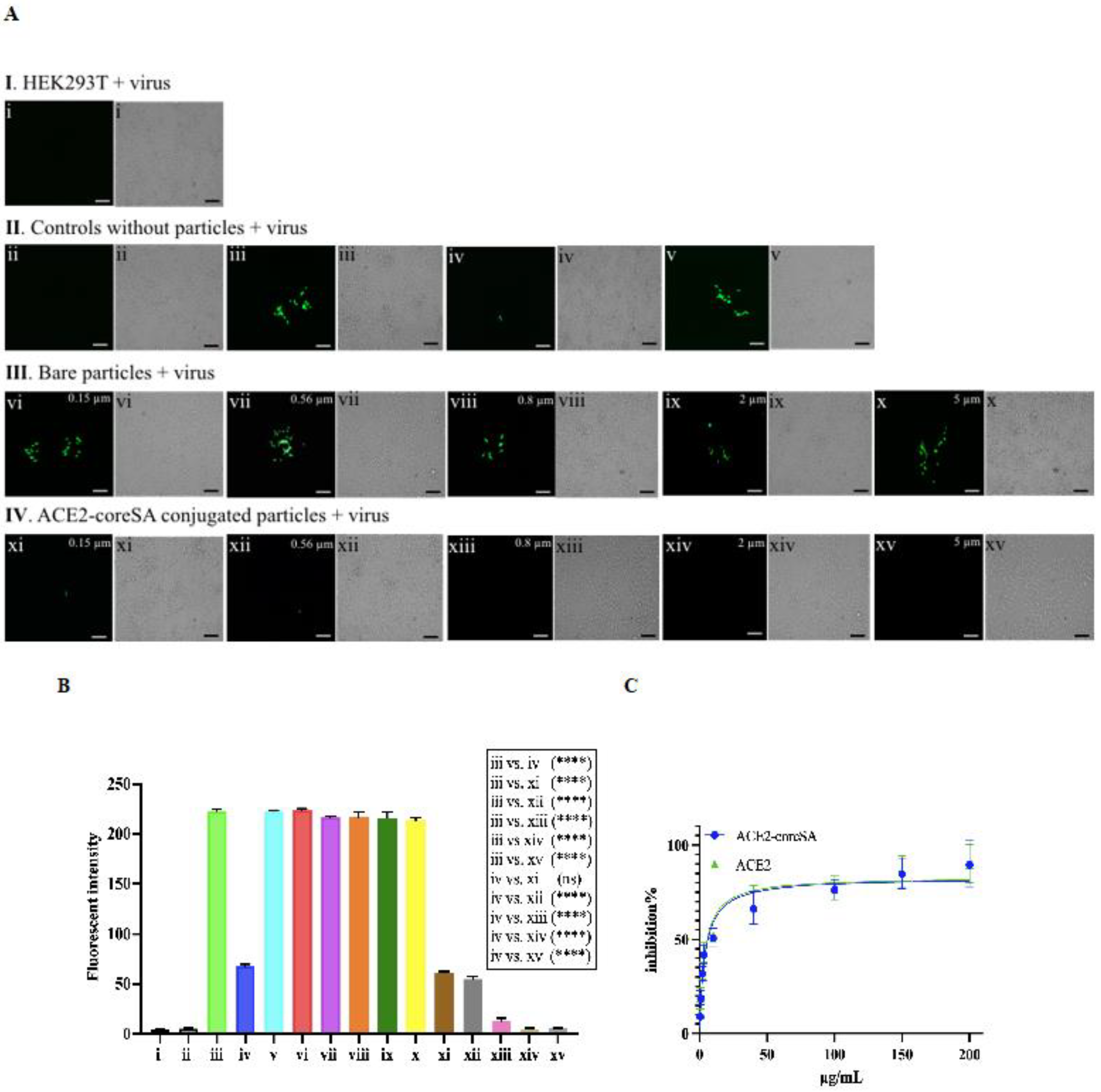 Bioengineering 10 00652 g005