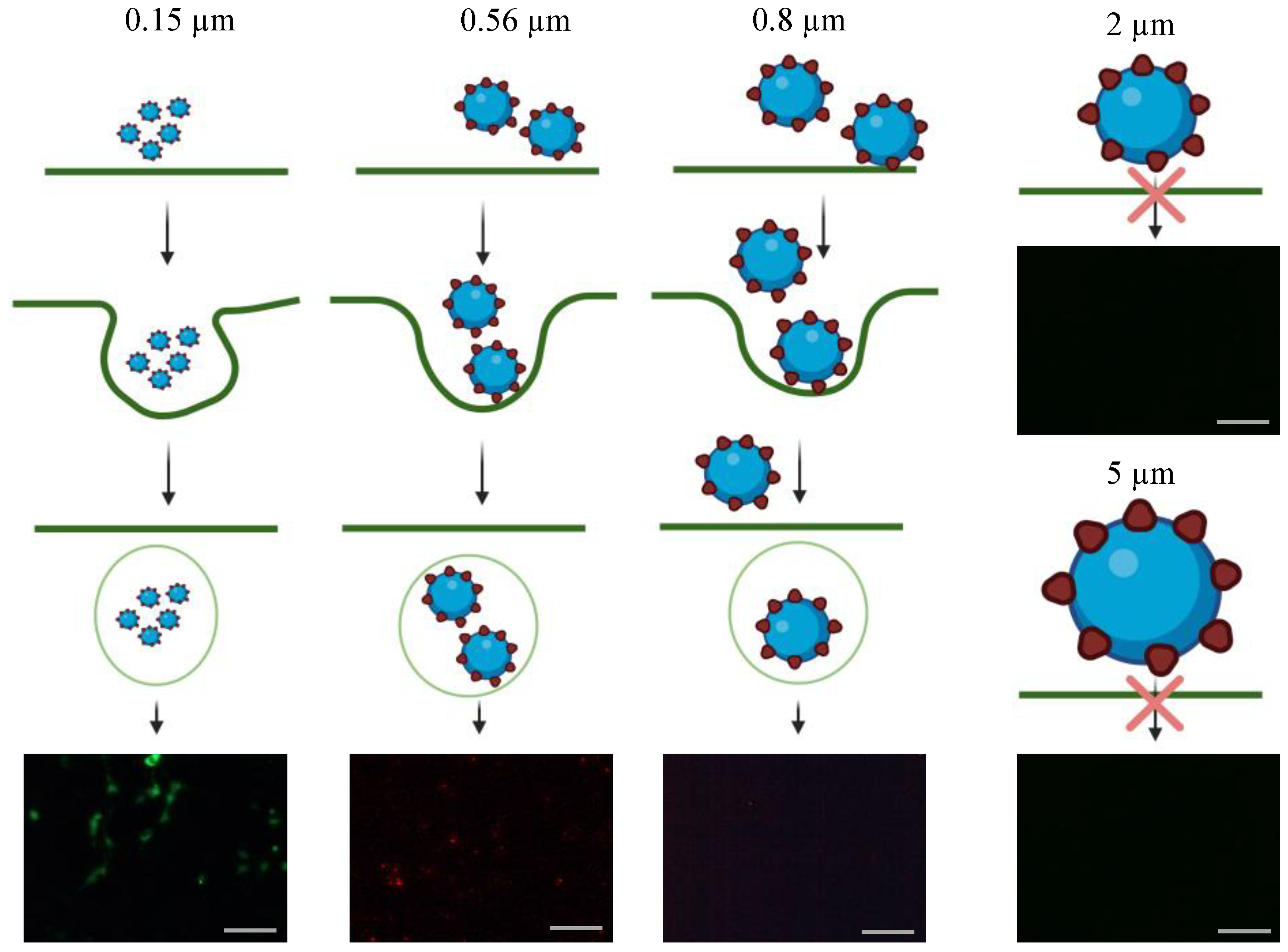Bioengineering 10 00652 g006