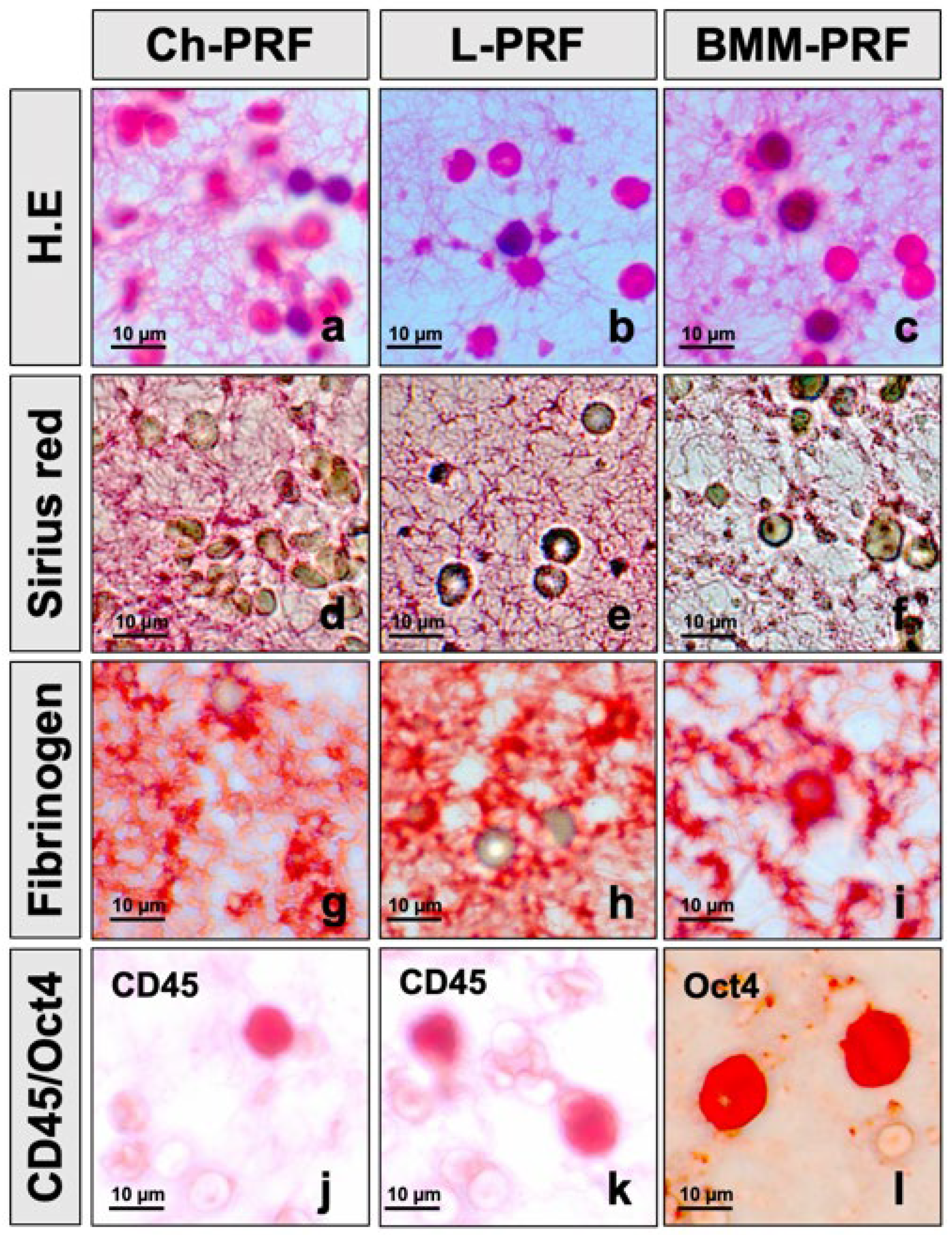 Bioengineering 10 00661 g001