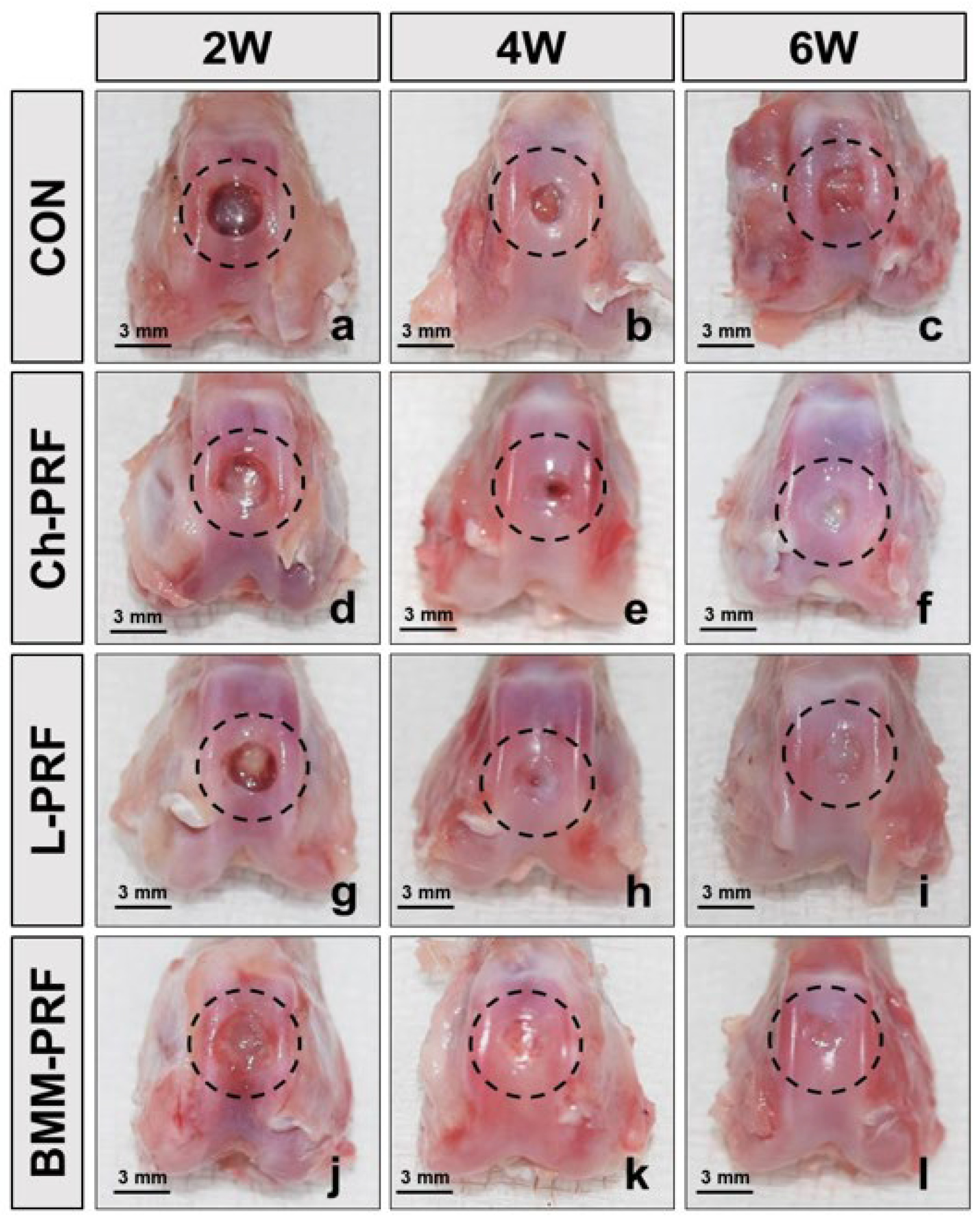 Bioengineering 10 00661 g003