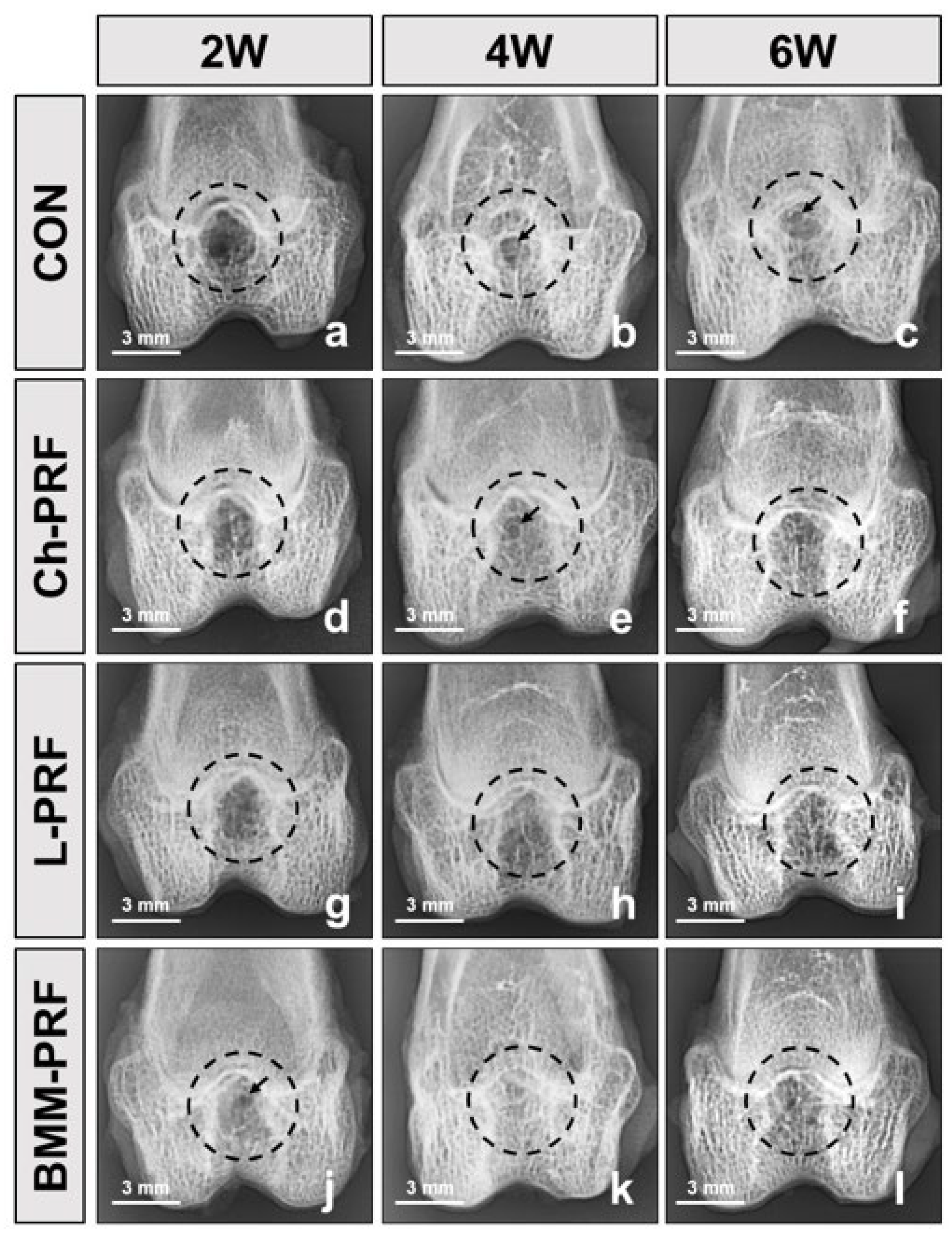 Bioengineering 10 00661 g005