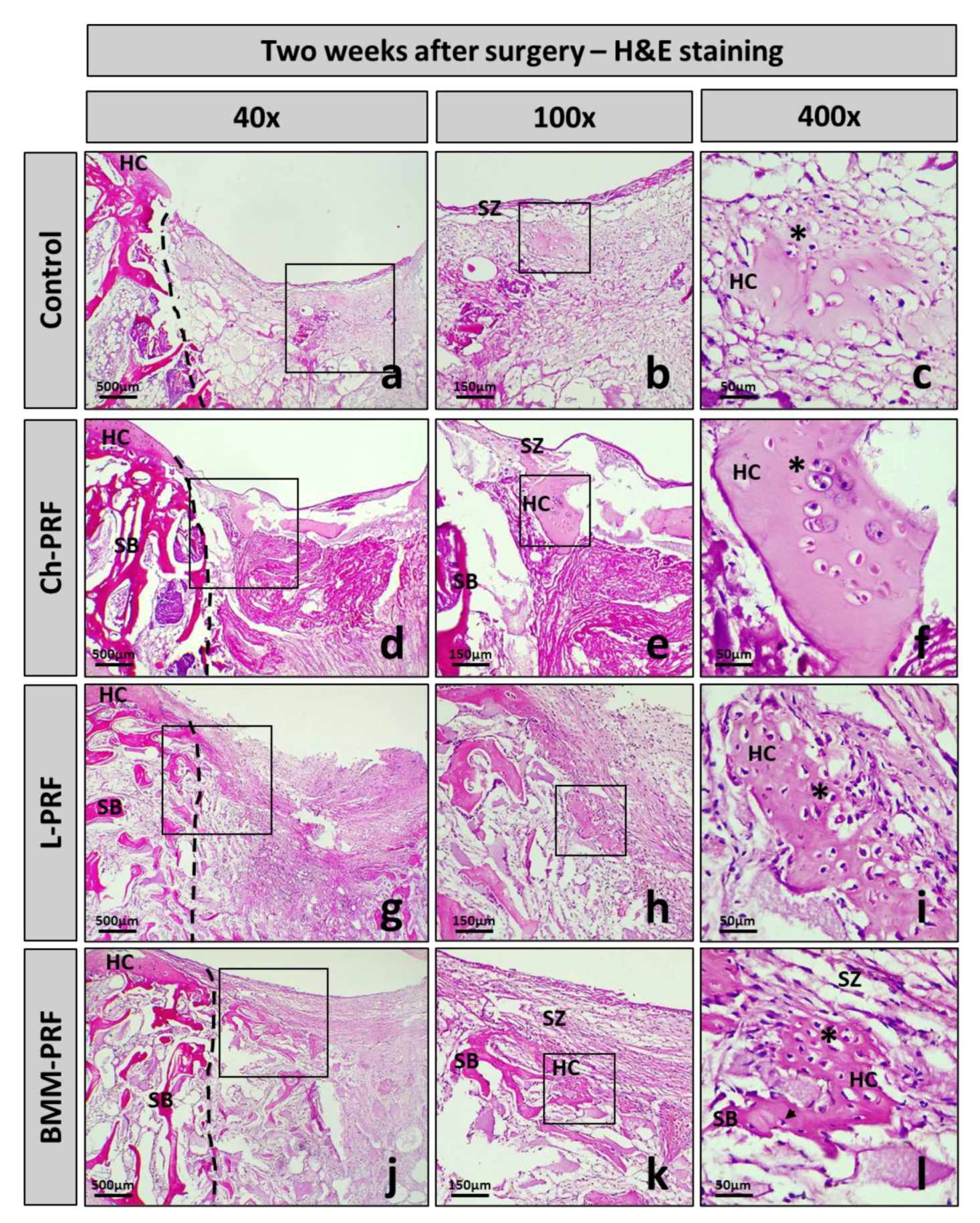Bioengineering 10 00661 g006