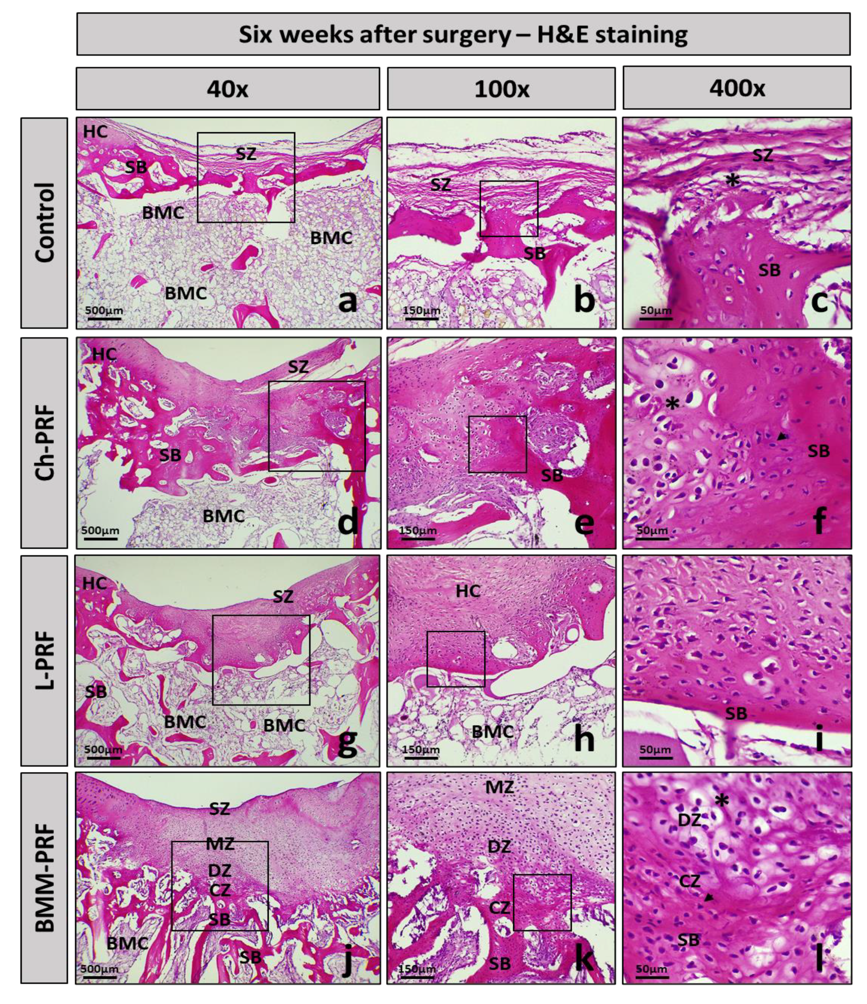 Bioengineering 10 00661 g008