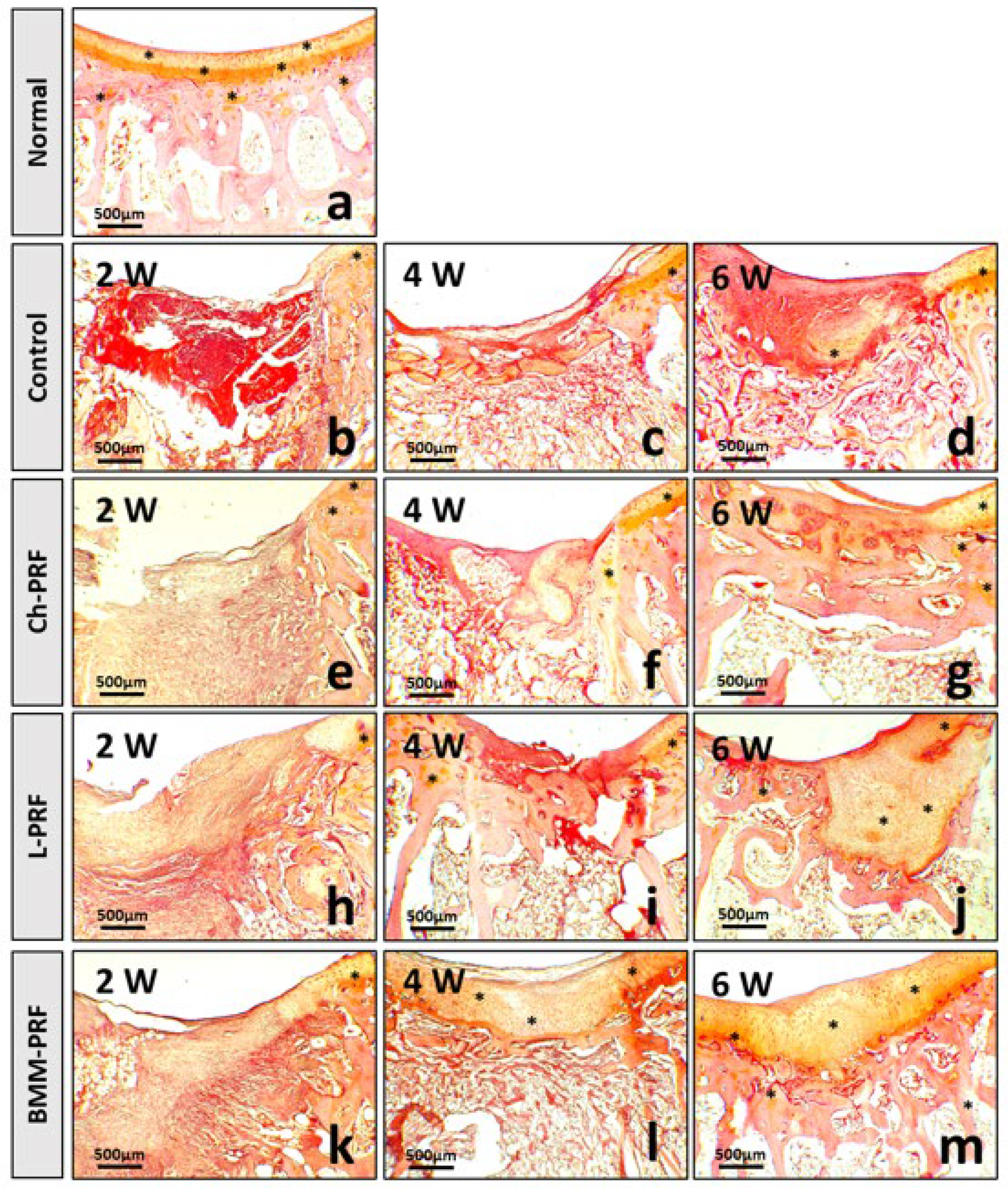 Bioengineering 10 00661 g009