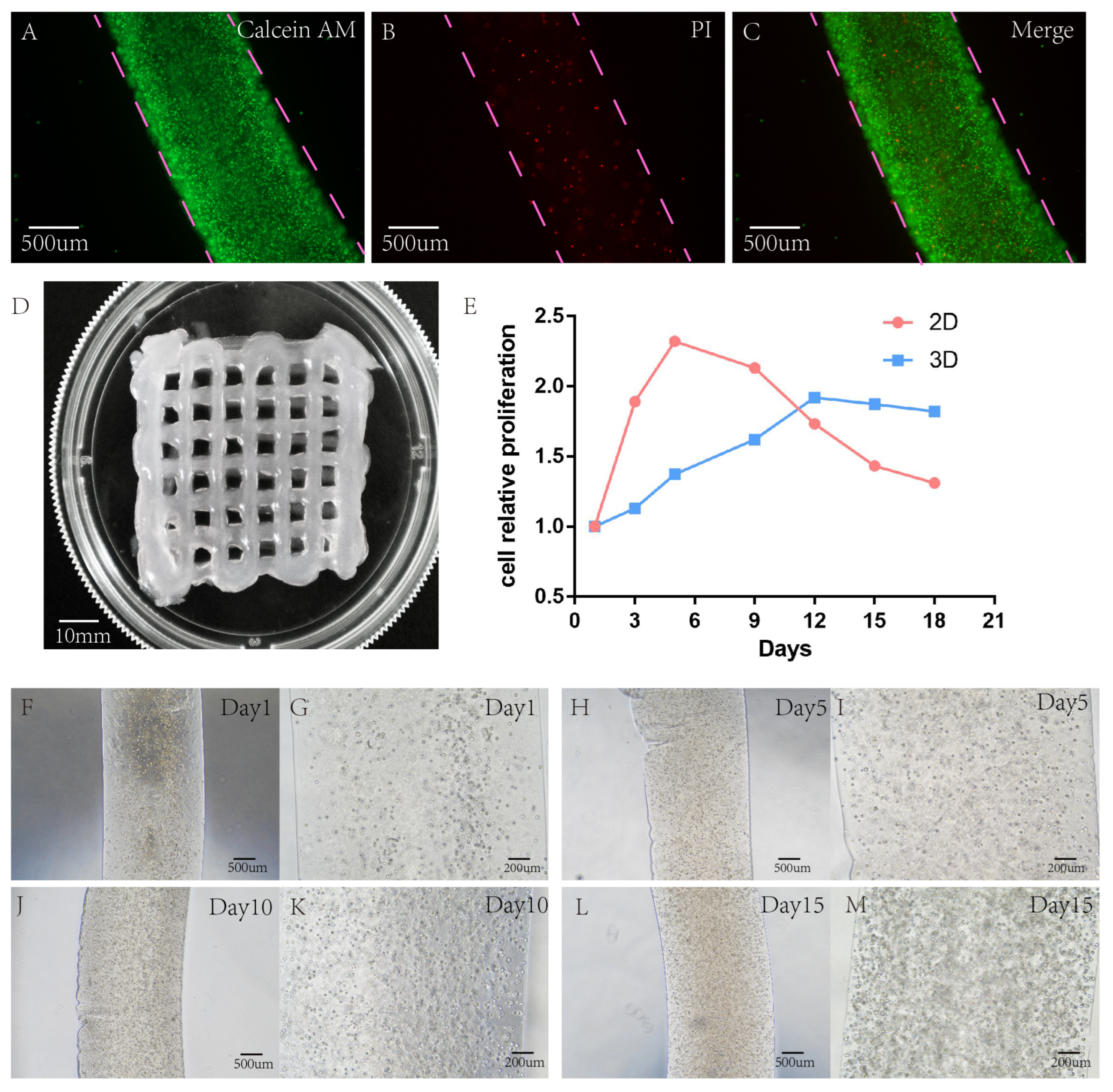 Bioengineering 10 00667 g003