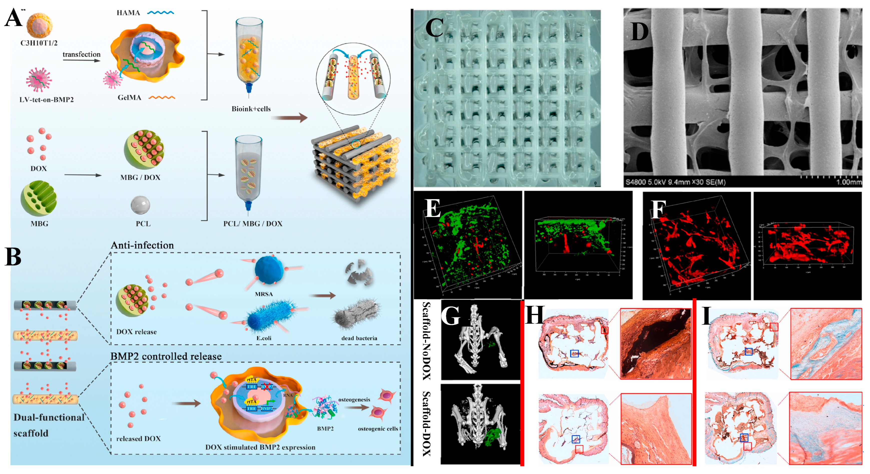 Bioengineering 10 00672 g007