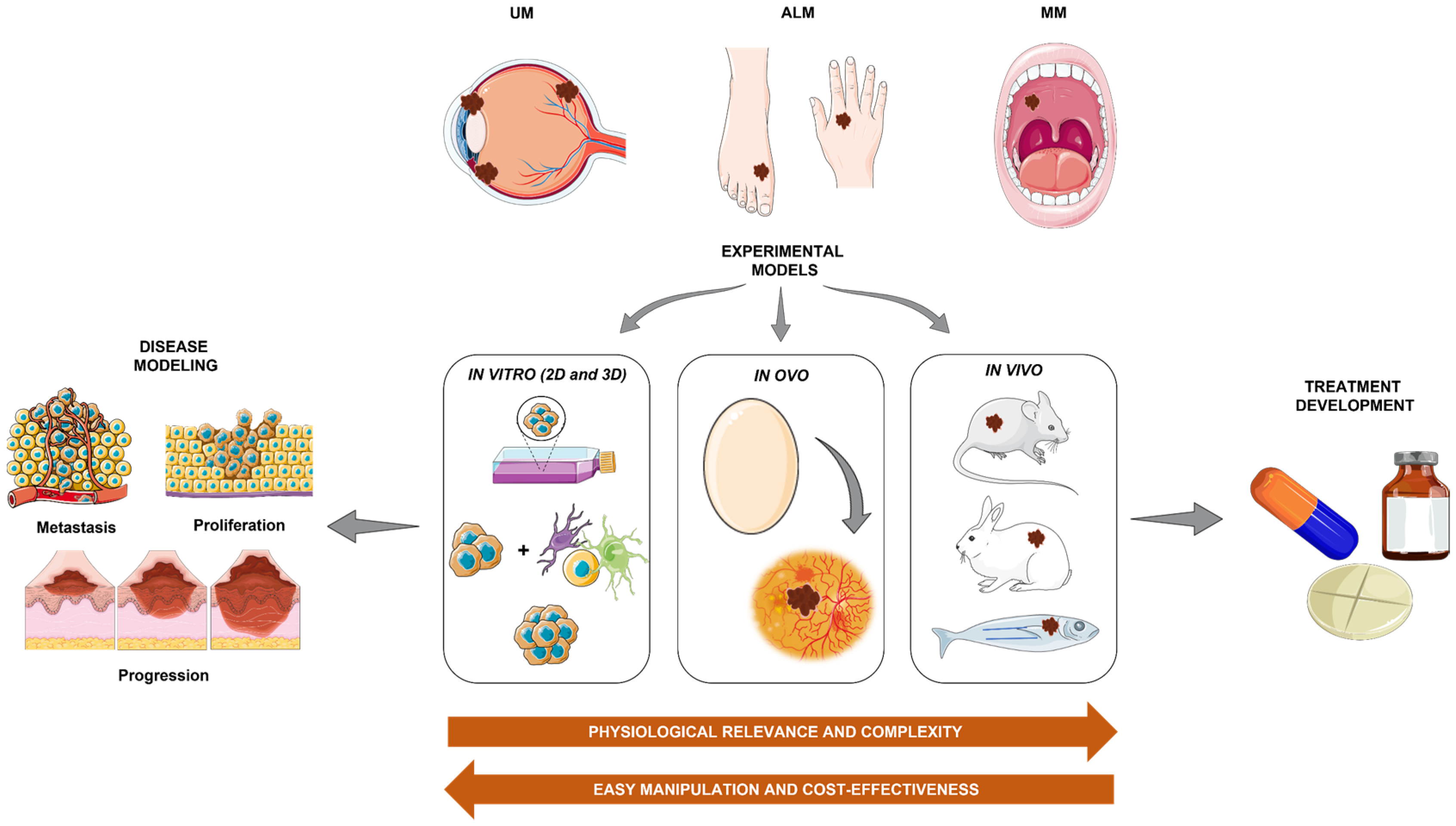 Bioengineering 10 00673 g001