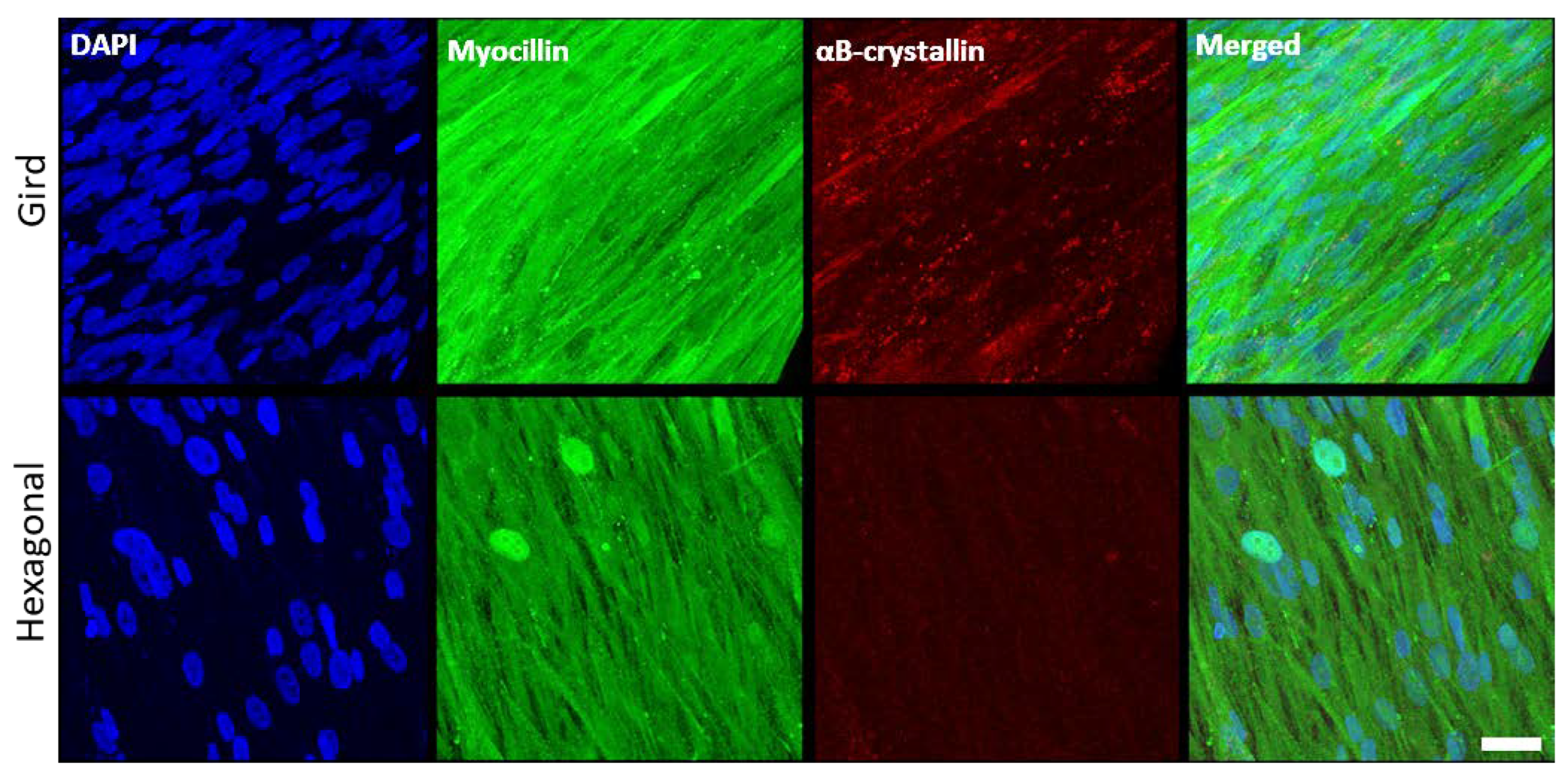 Bioengineering 10 00679 g008