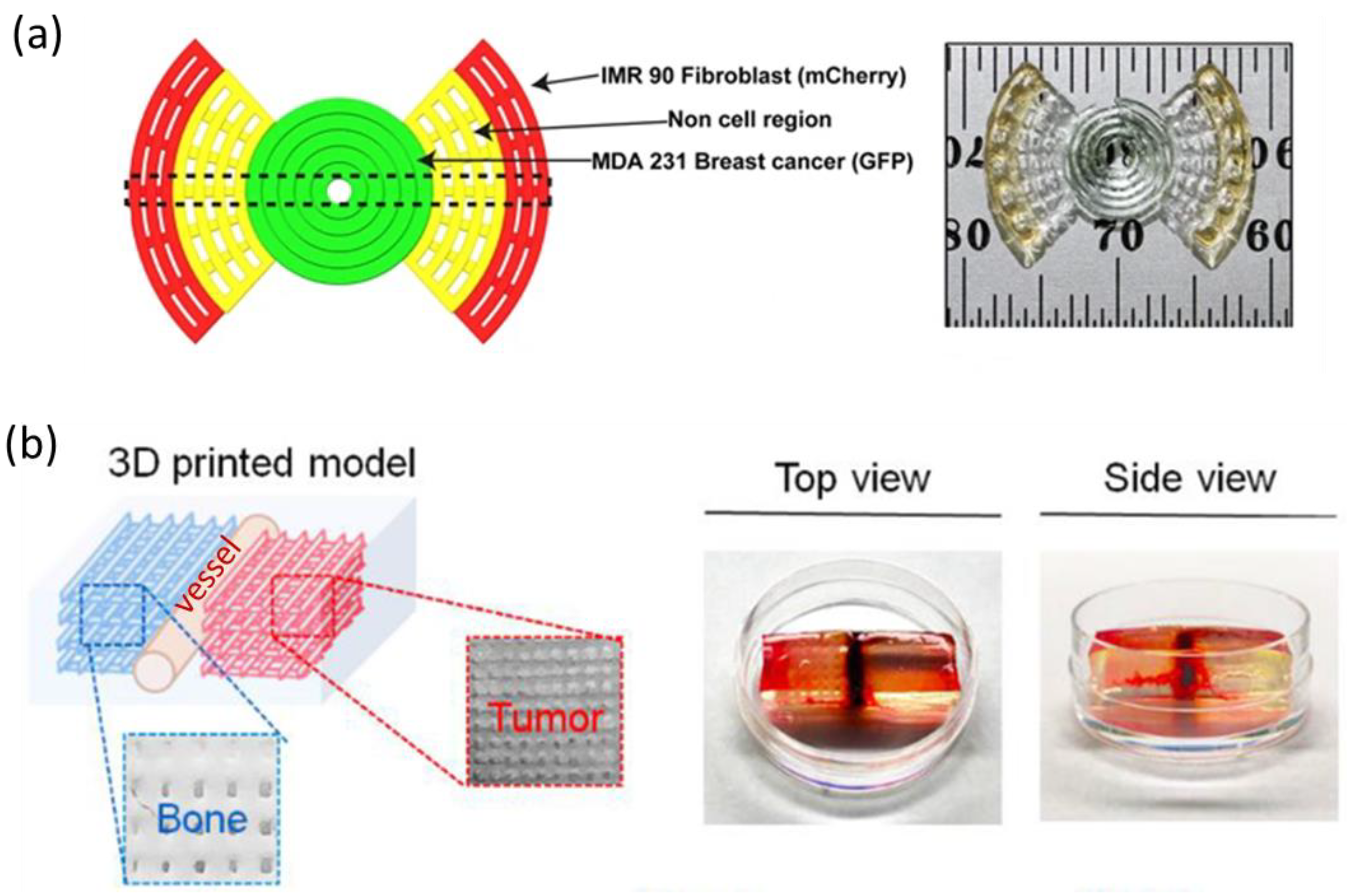 Bioengineering 10 00682 g002 Bioengineering 10 00682 g002