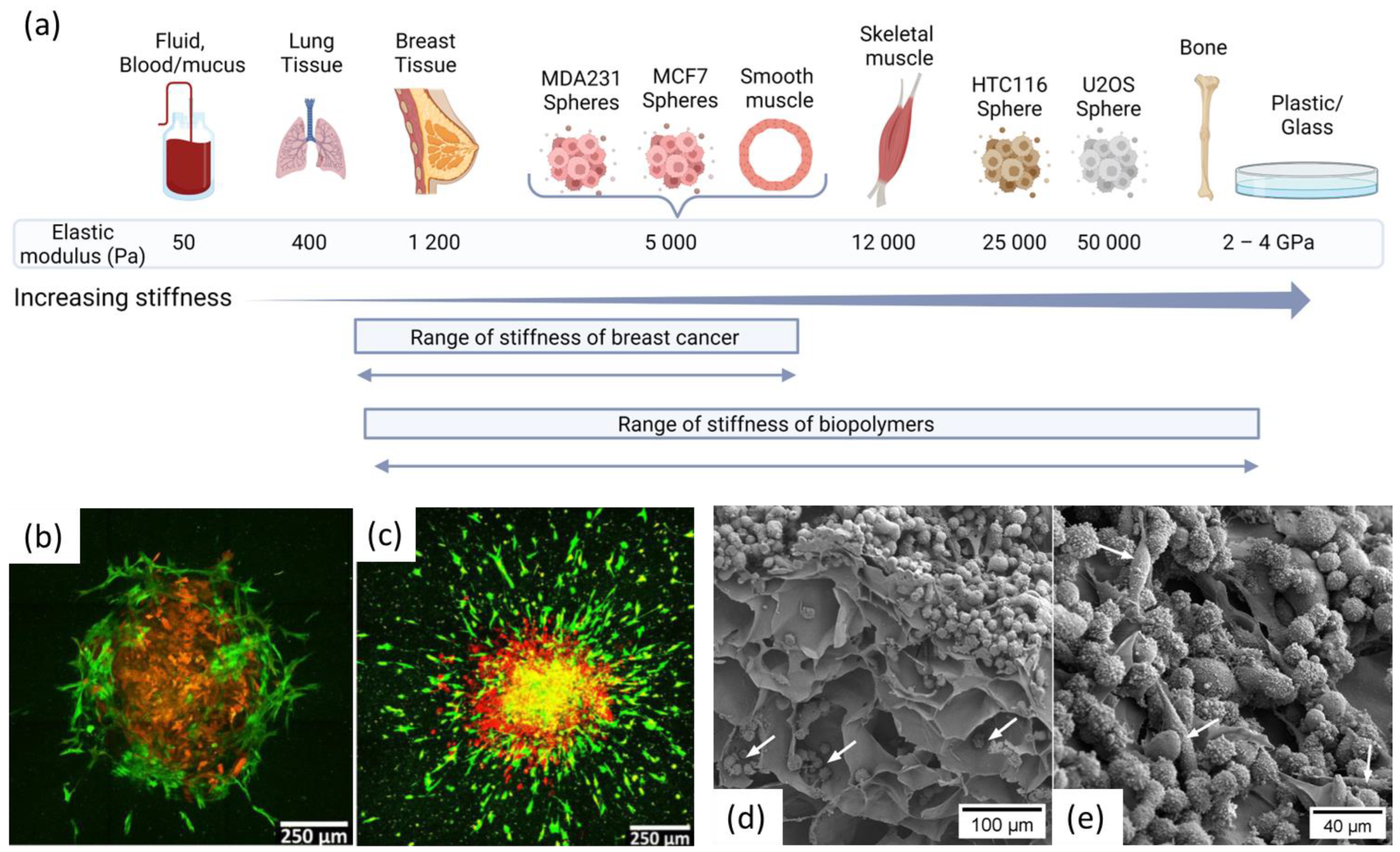 Bioengineering 10 00682 g005 Bioengineering 10 00682 g005