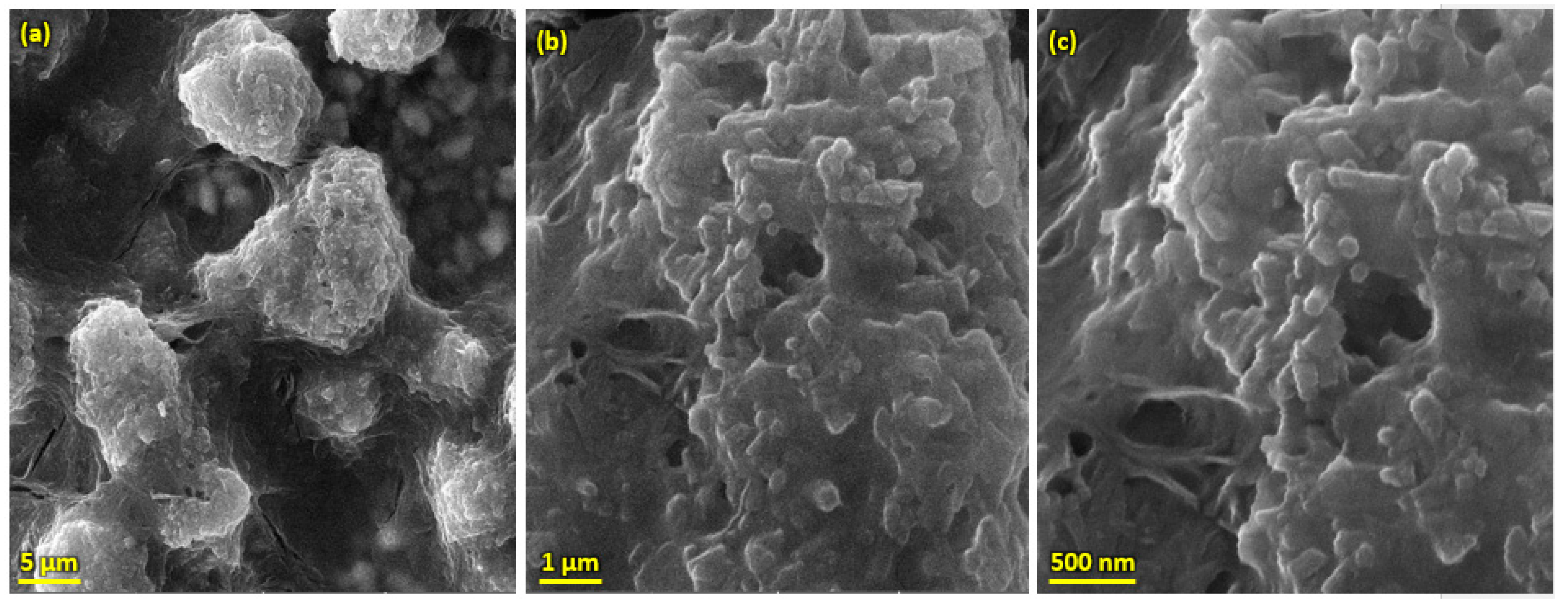 Bioengineering 10 00693 g005 Bioengineering 10 00693 g005