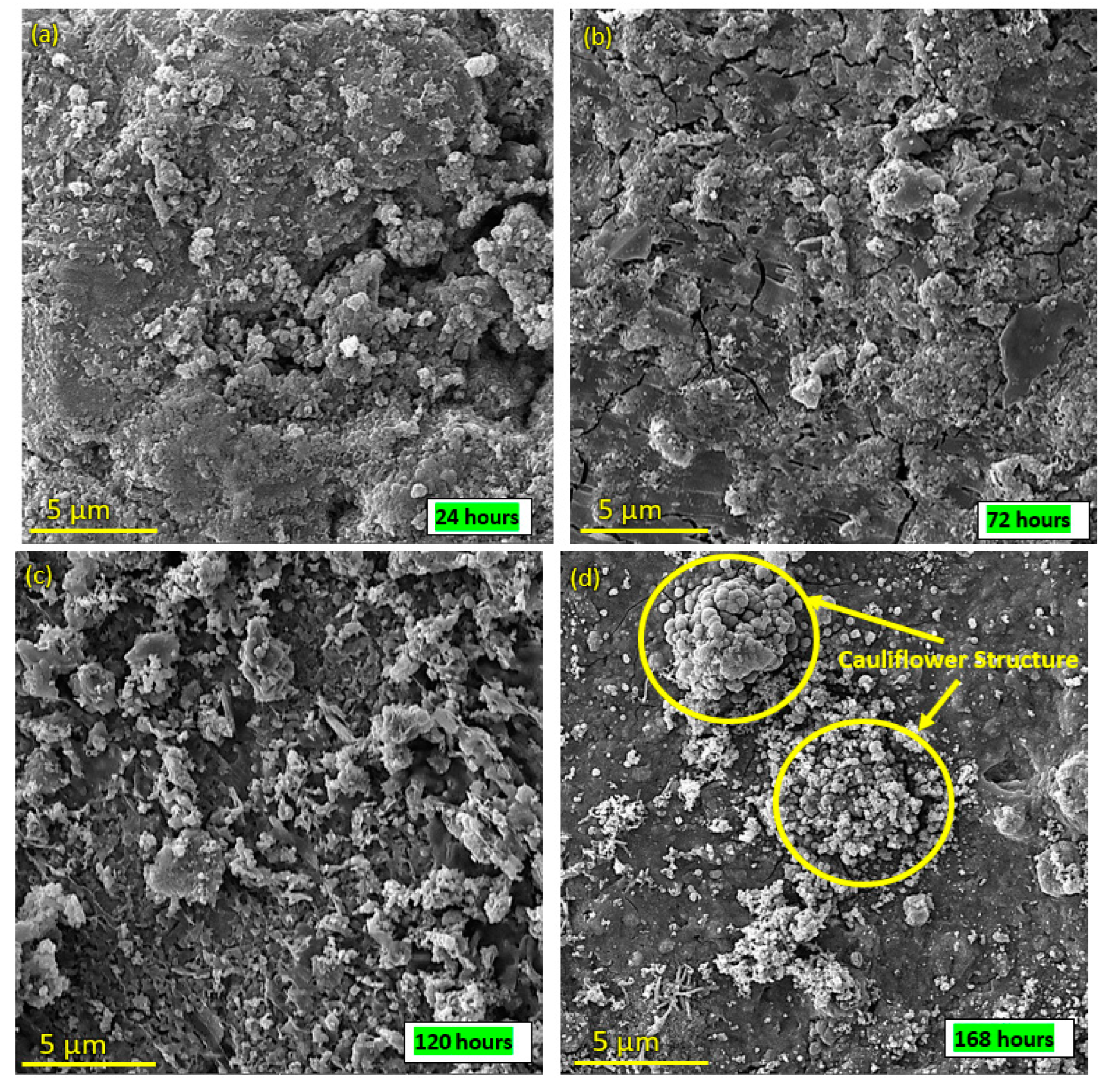 Bioengineering 10 00693 g014 Bioengineering 10 00693 g014