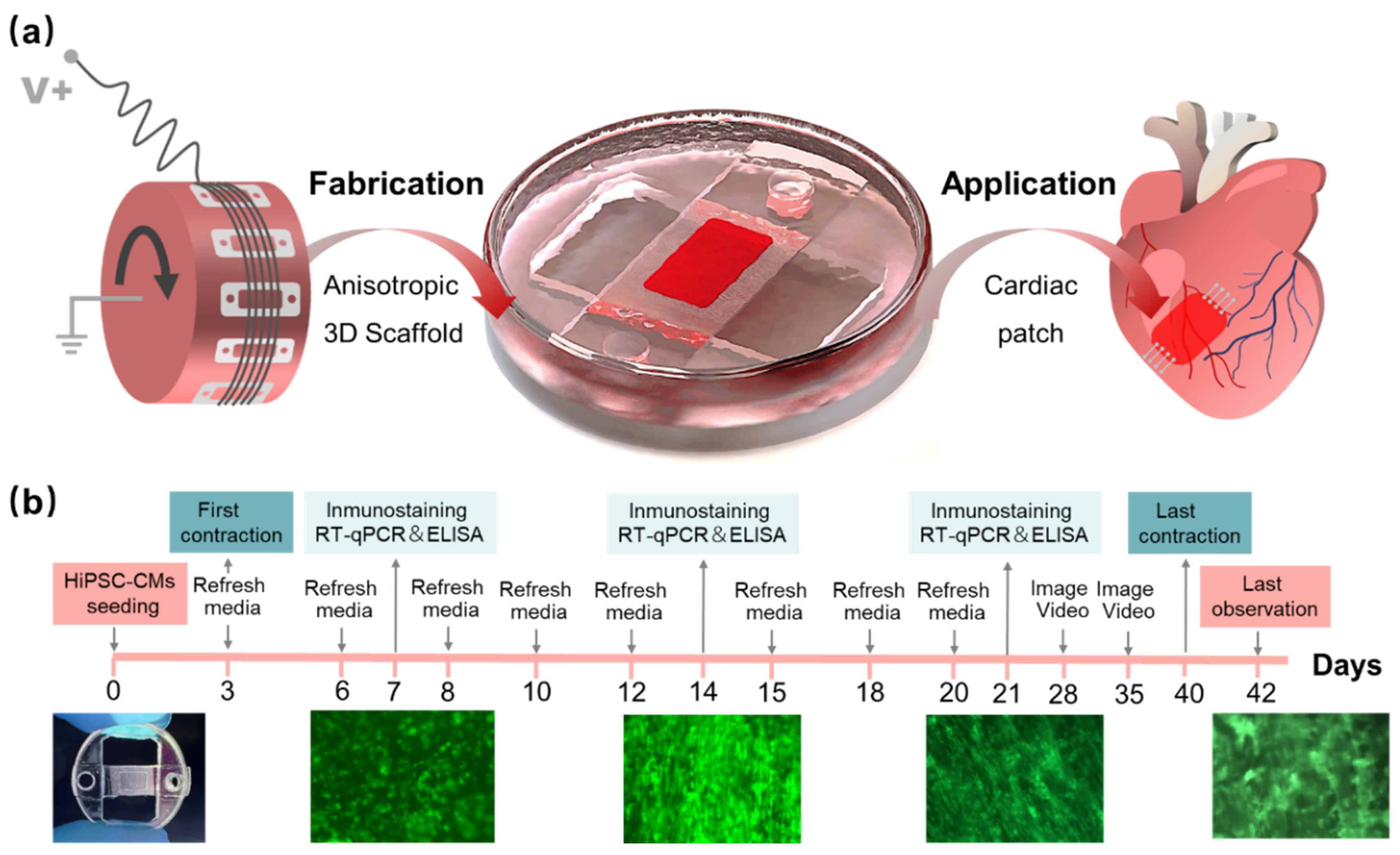Bioengineering 10 00702 g001 Bioengineering 10 00702 g001