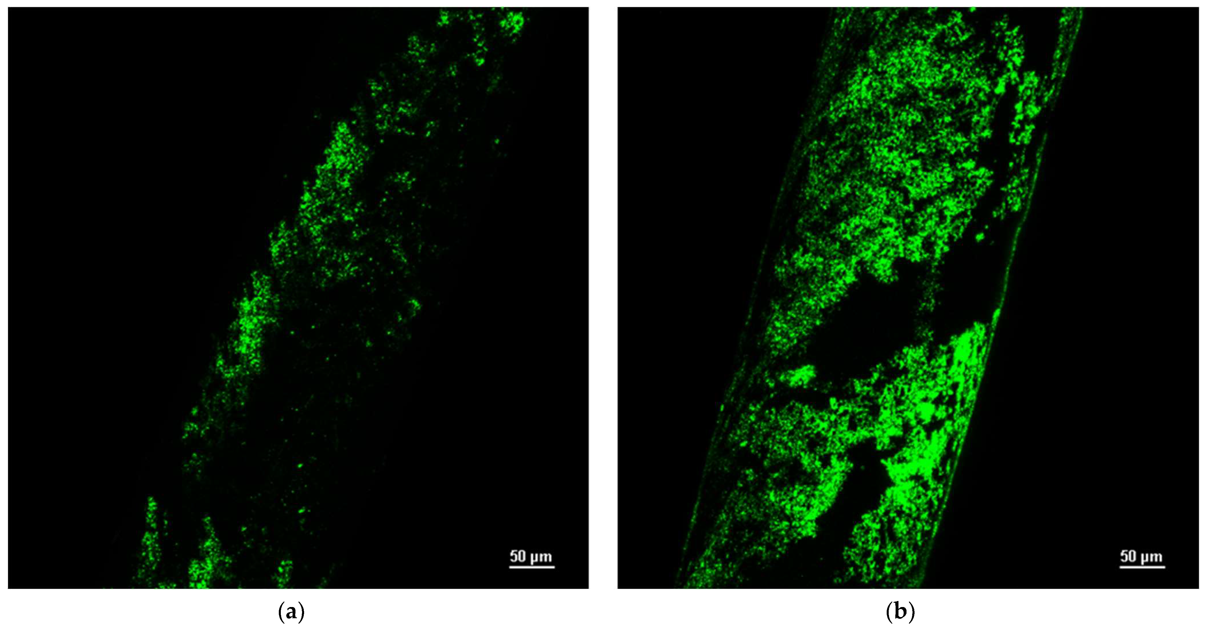 Bioengineering 10 00706 g002