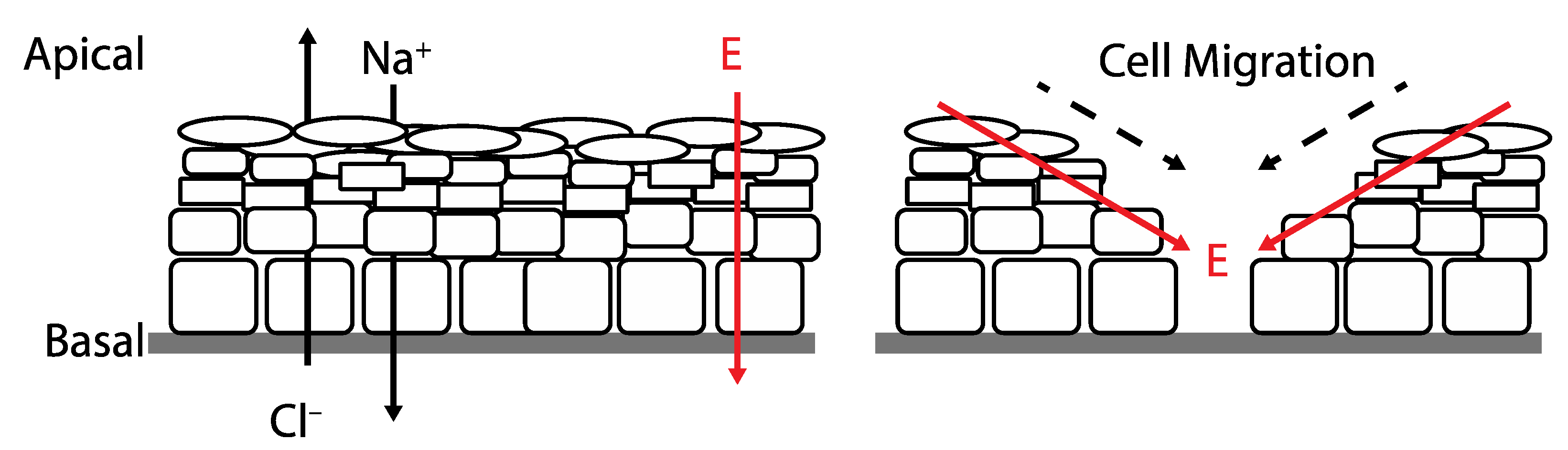 Bioengineering 10 00711 g001