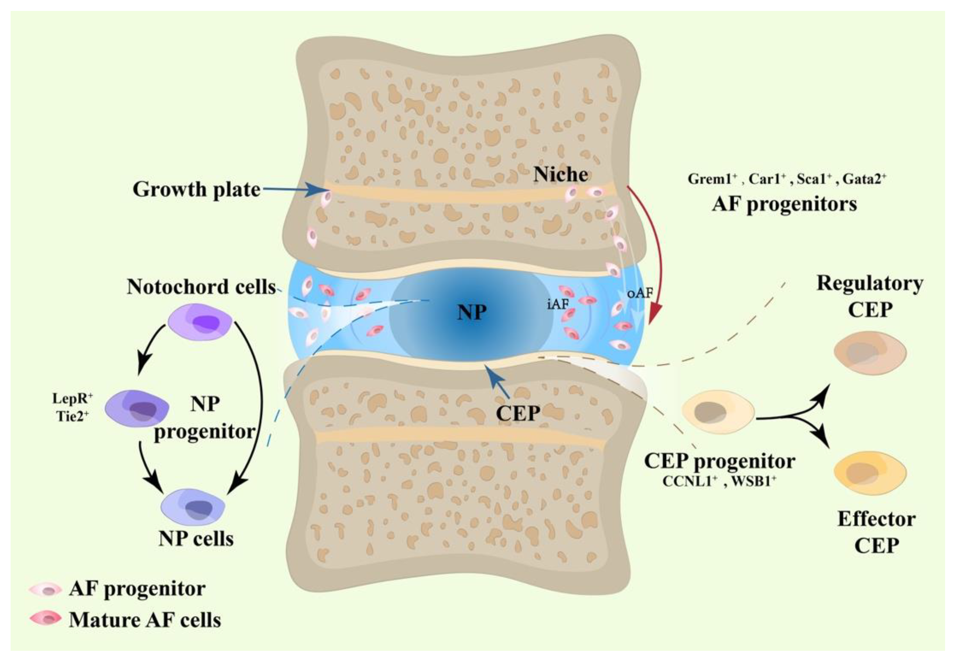 Bioengineering 10 00713 g001 Bioengineering 10 00713 g001
