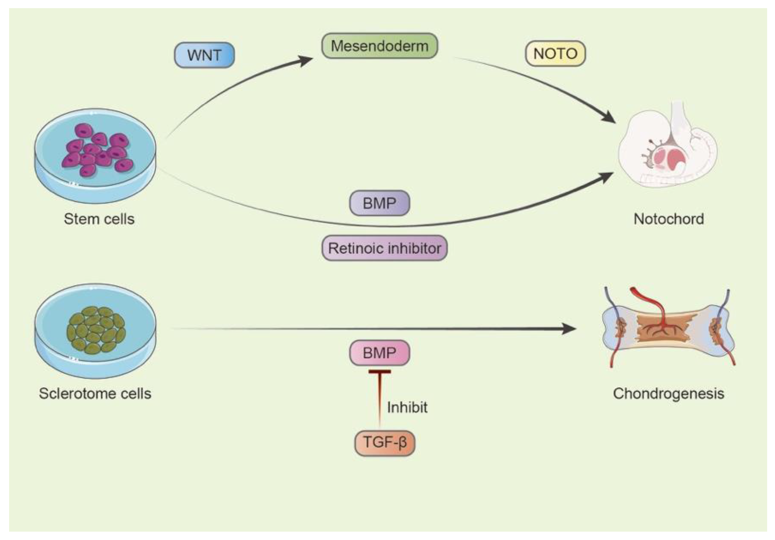 Bioengineering 10 00713 g002 Bioengineering 10 00713 g002