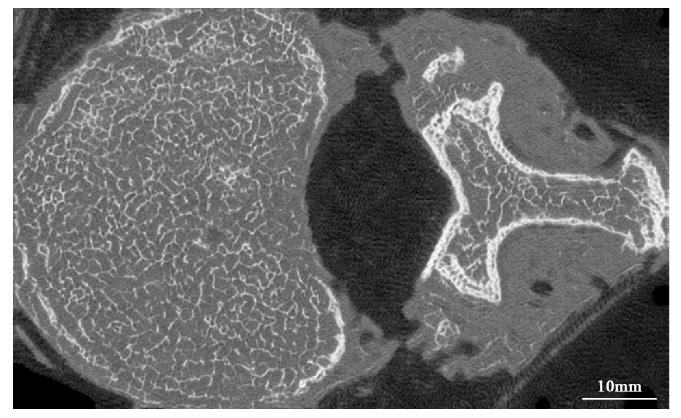 Bioengineering 10 00716 g008 Bioengineering 10 00716 g008