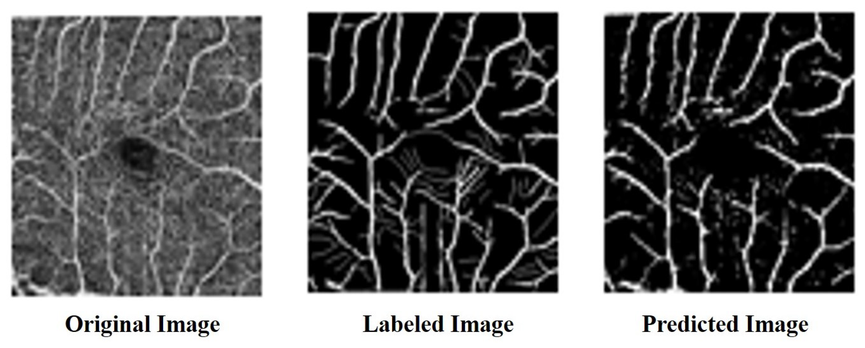 Bioengineering 10 00722 g013