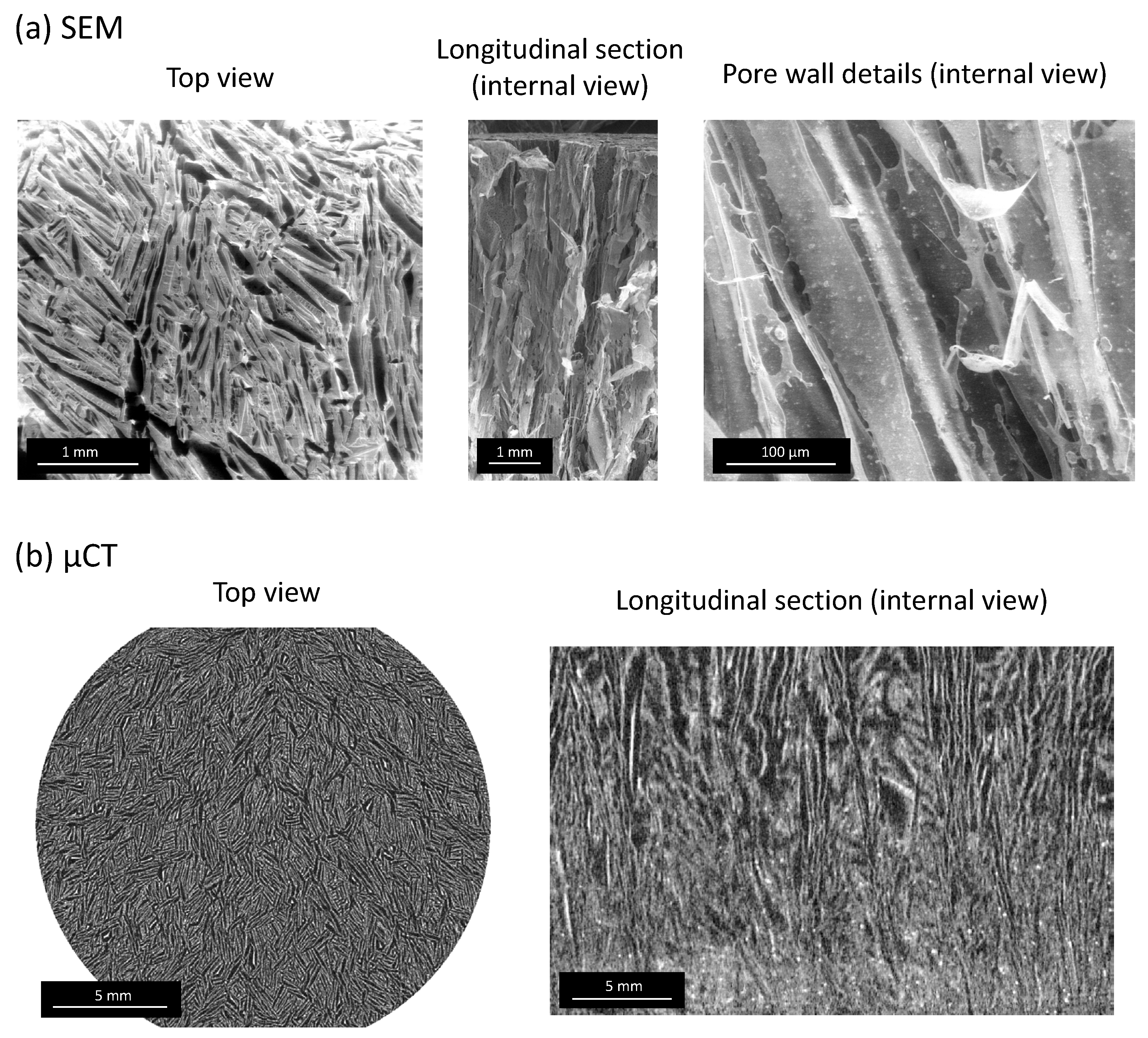 Bioengineering 10 00734 g003 Bioengineering 10 00734 g003