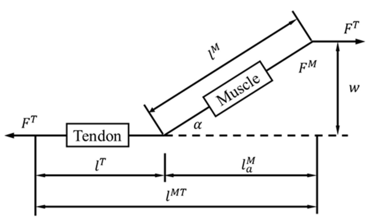 Bioengineering 10 00736 g001