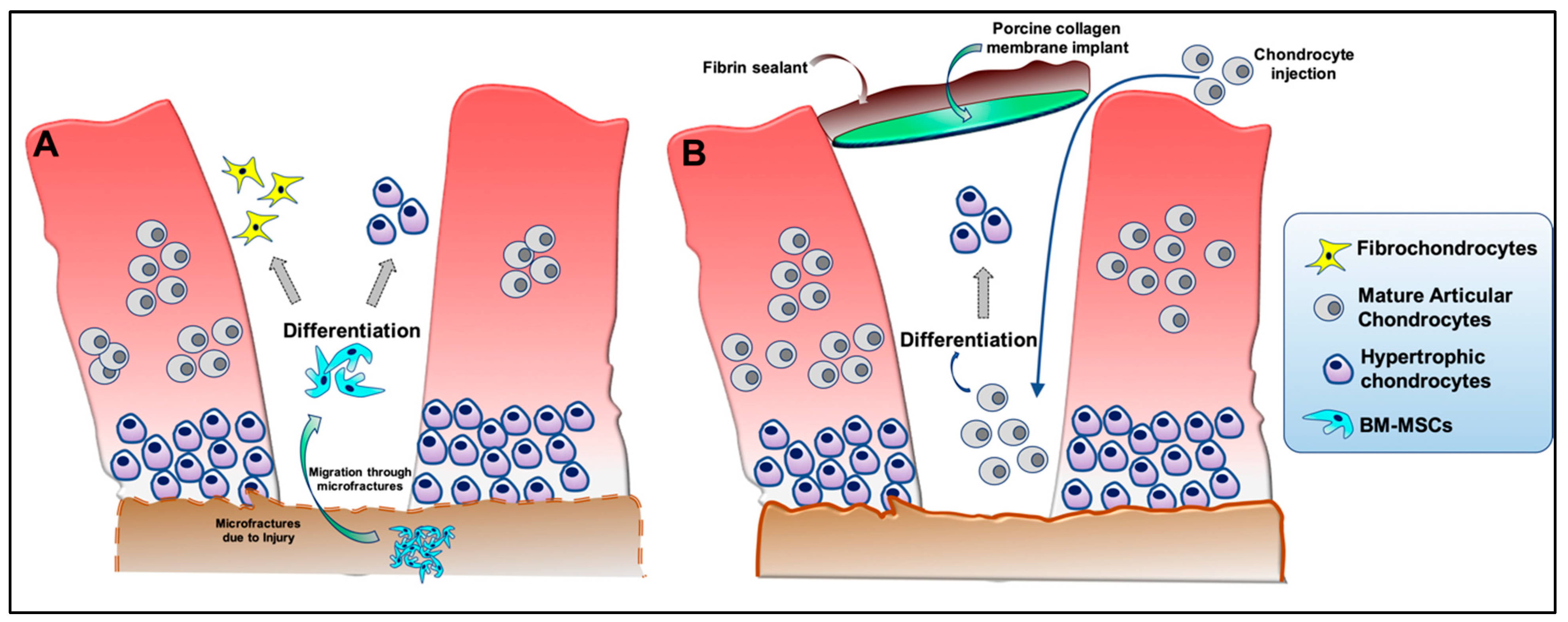 Bioengineering 10 00741 g001