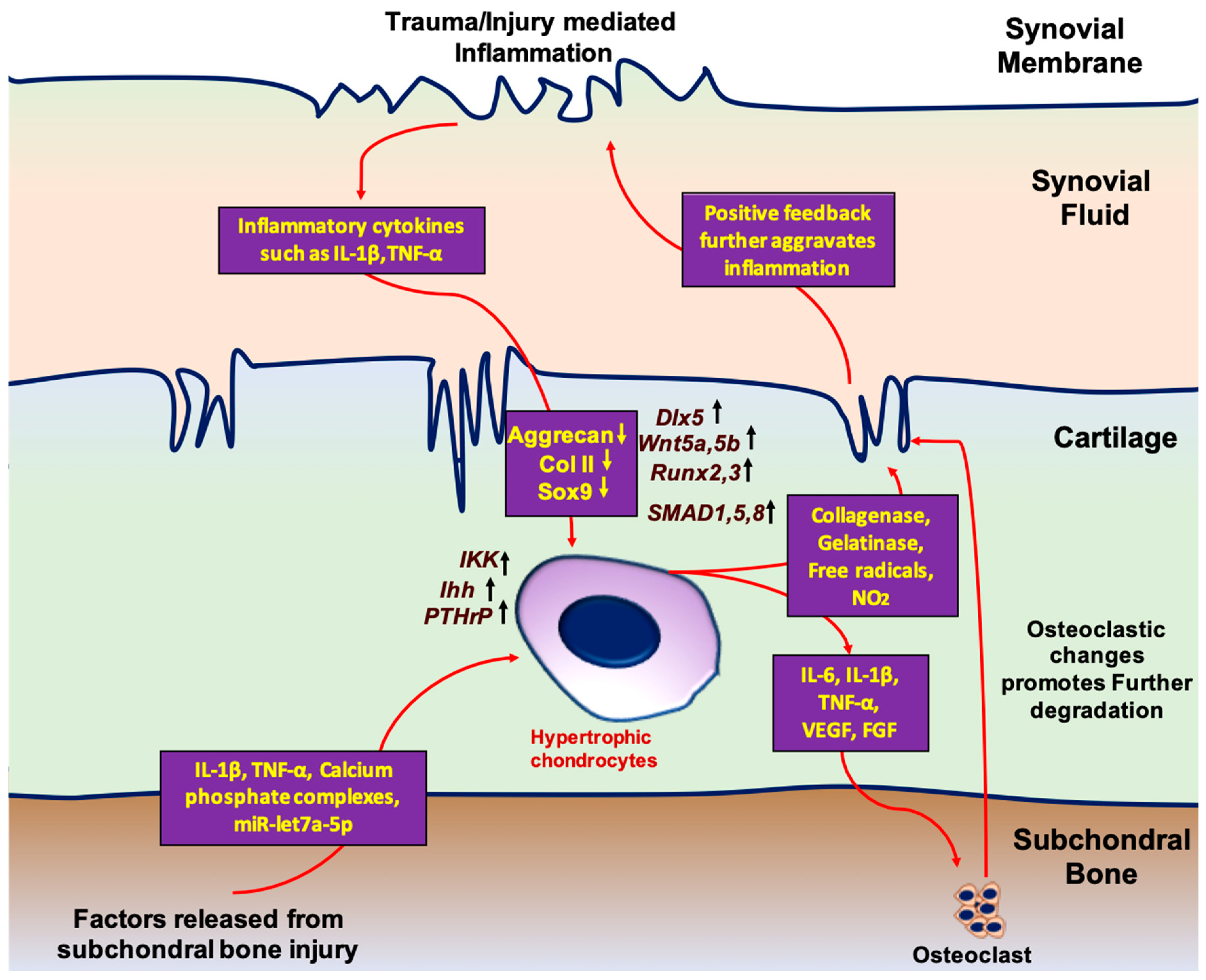 Bioengineering 10 00741 g002