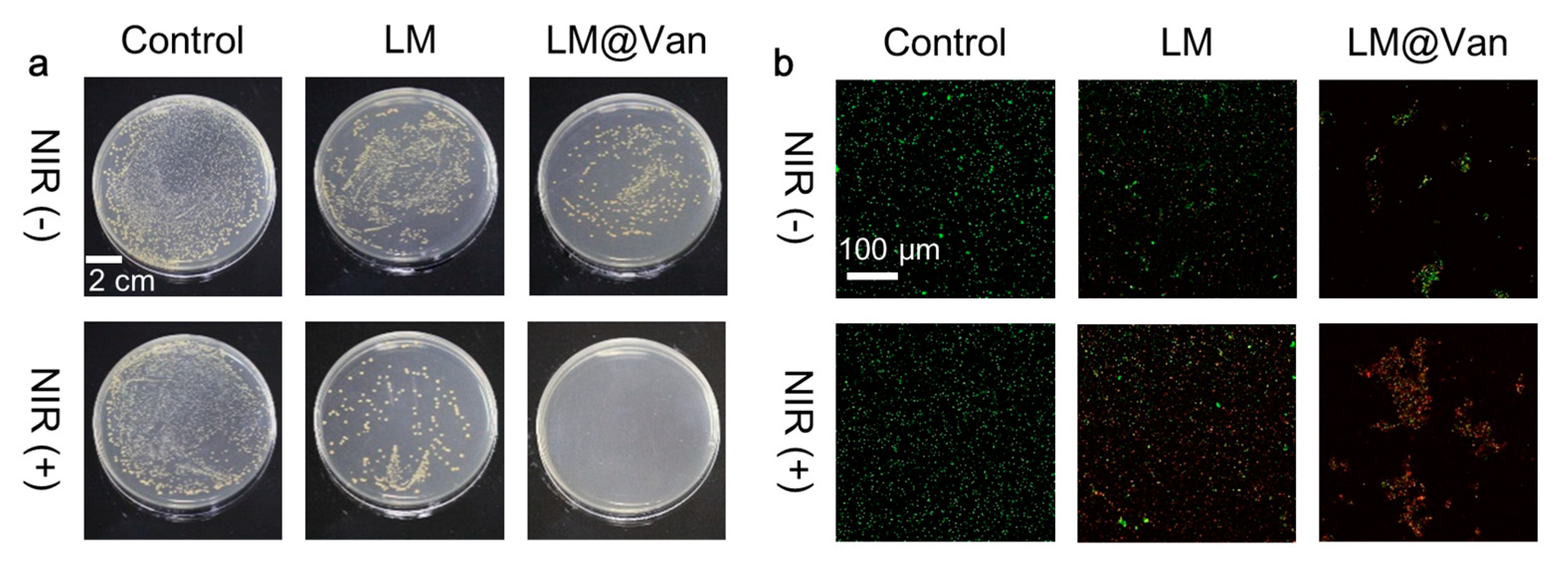Bioengineering 10 00748 g005 Bioengineering 10 00748 g005
