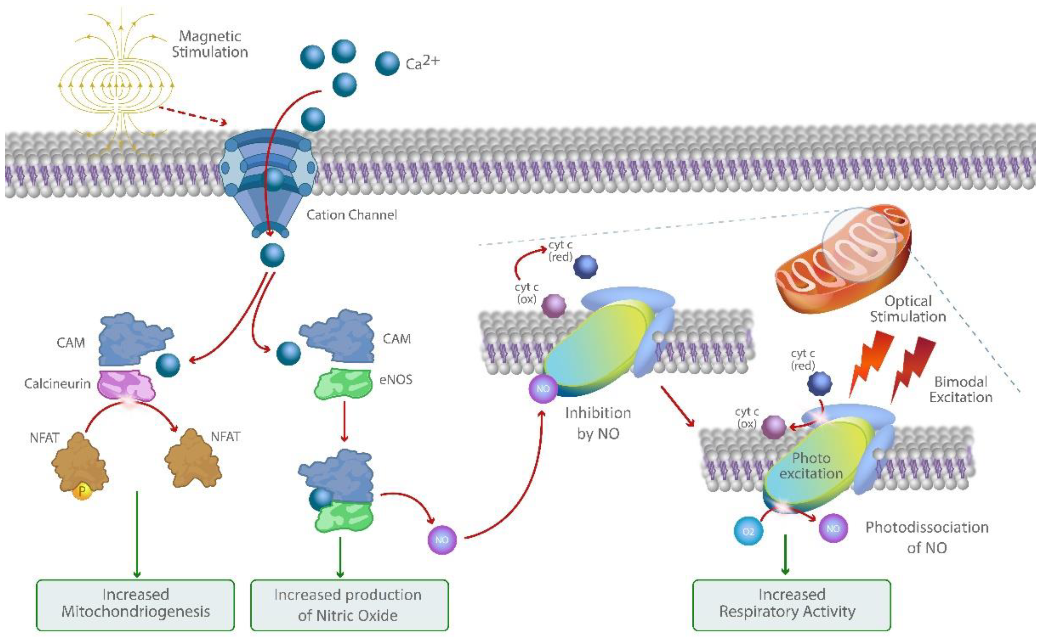 Bioengineering 10 00750 g001 Bioengineering 10 00750 g001