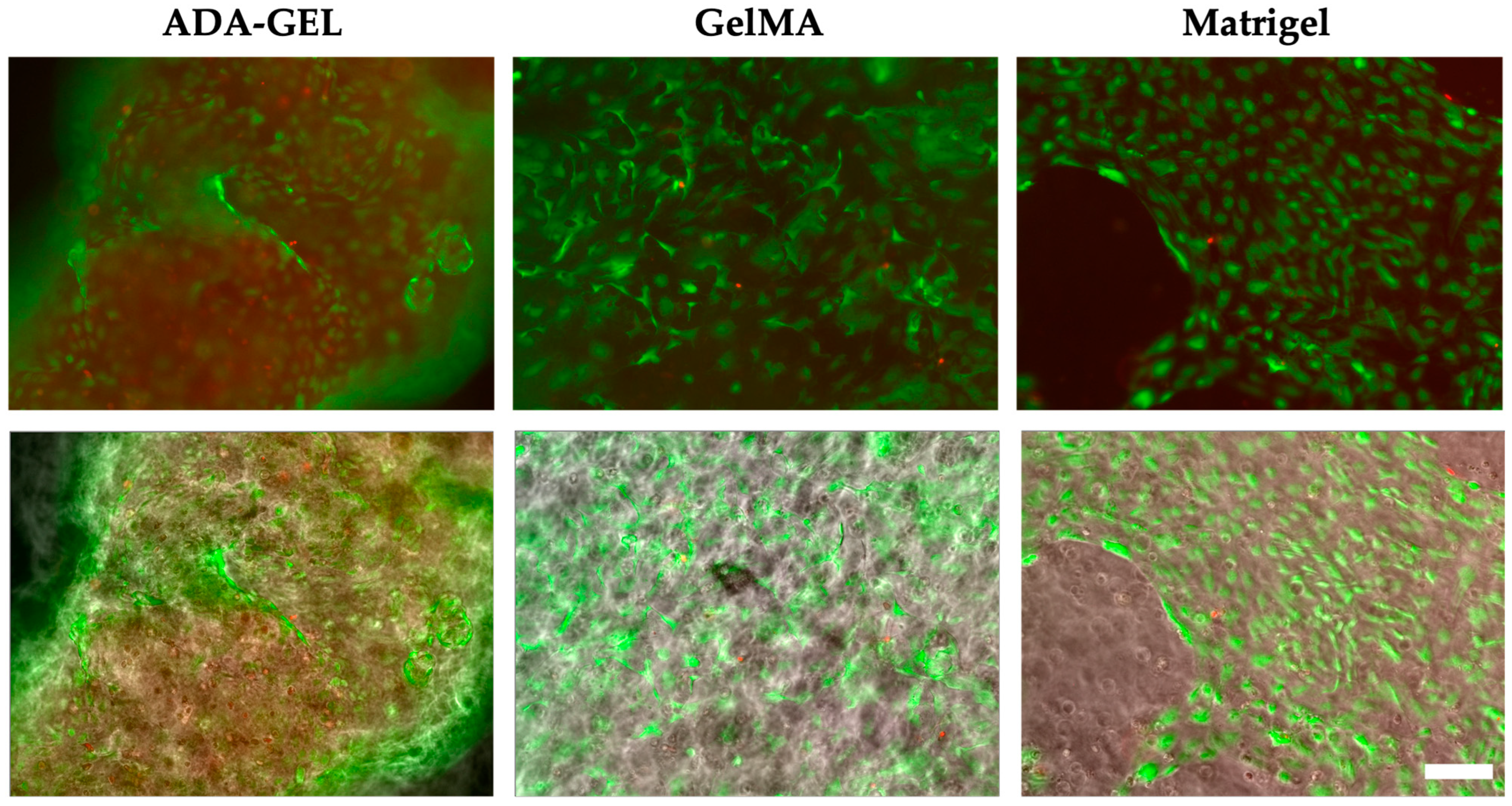 Bioengineering 10 00751 g008