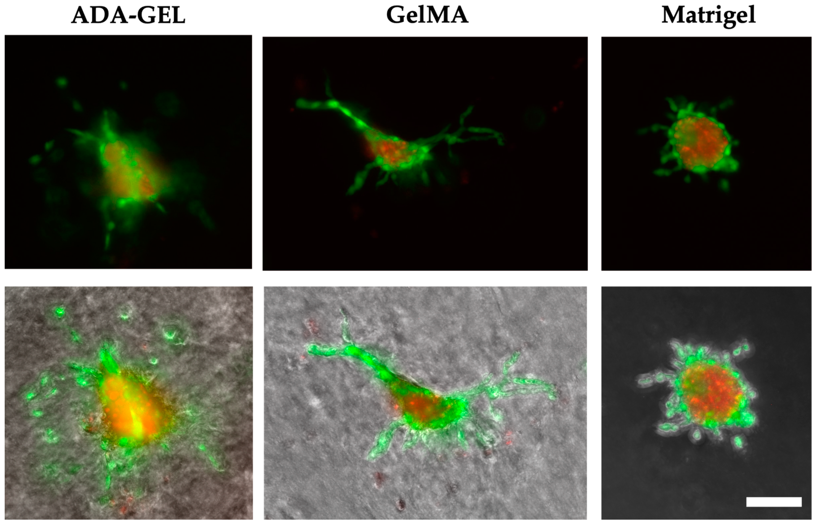 Bioengineering 10 00751 g010
