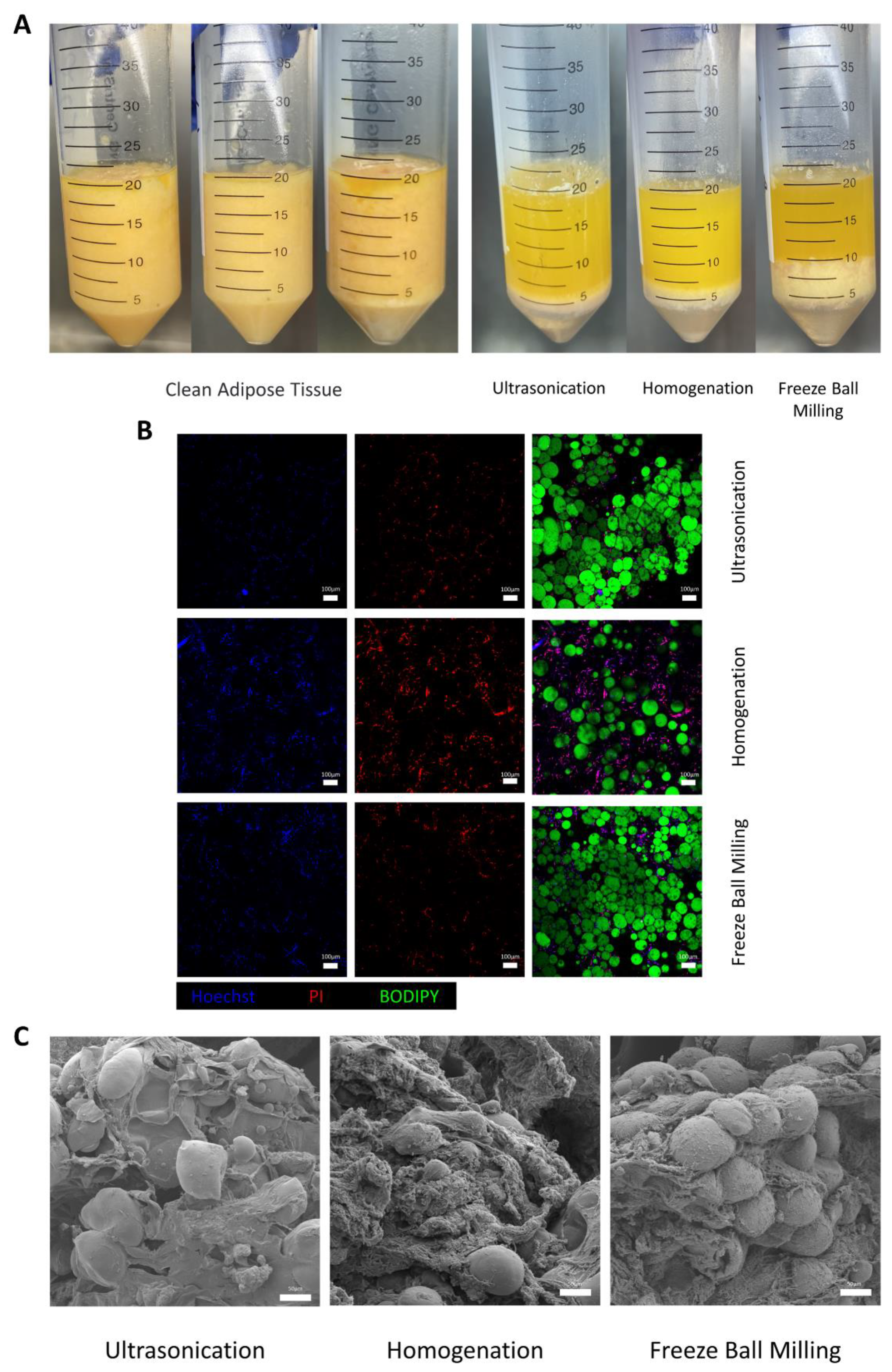 Bioengineering 10 00758 g001
