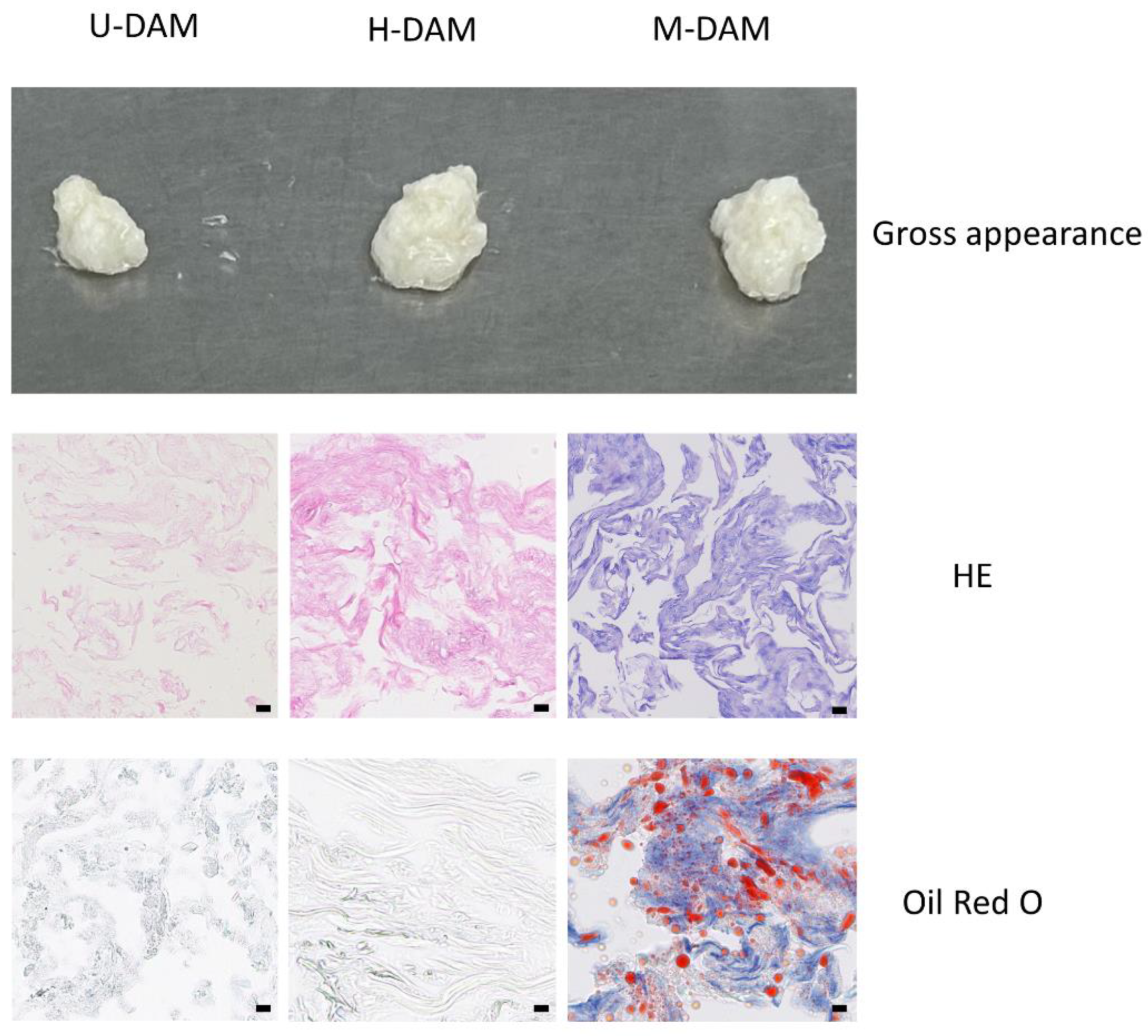 Bioengineering 10 00758 g002