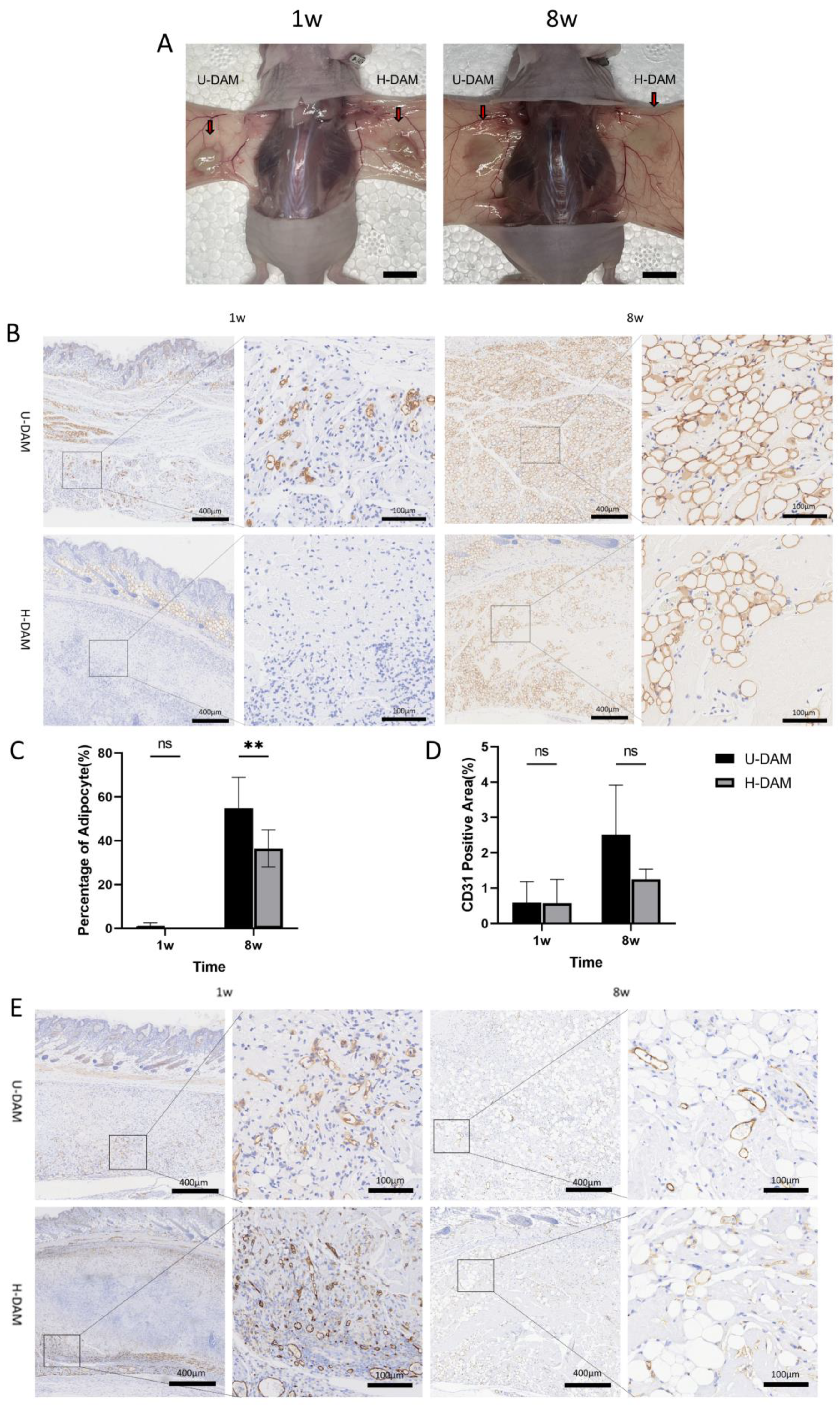 Bioengineering 10 00758 g003