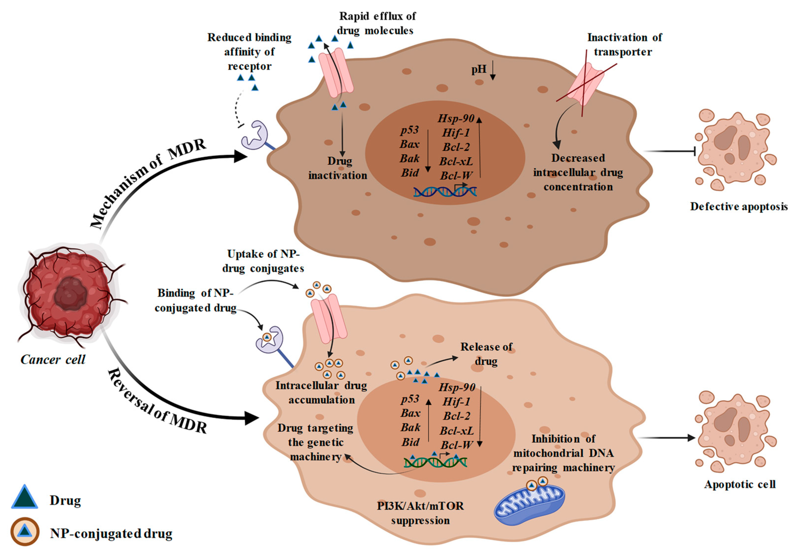 Bioengineering 10 00760 g004 Bioengineering 10 00760 g004