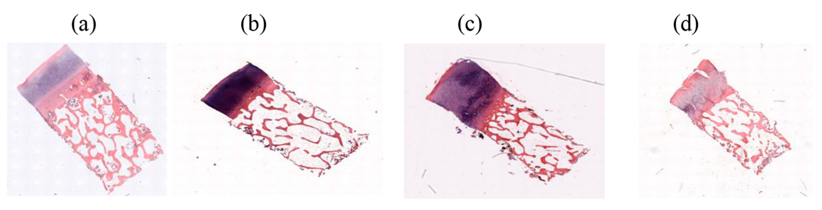 Bioengineering 10 00764 g002 Bioengineering 10 00764 g002