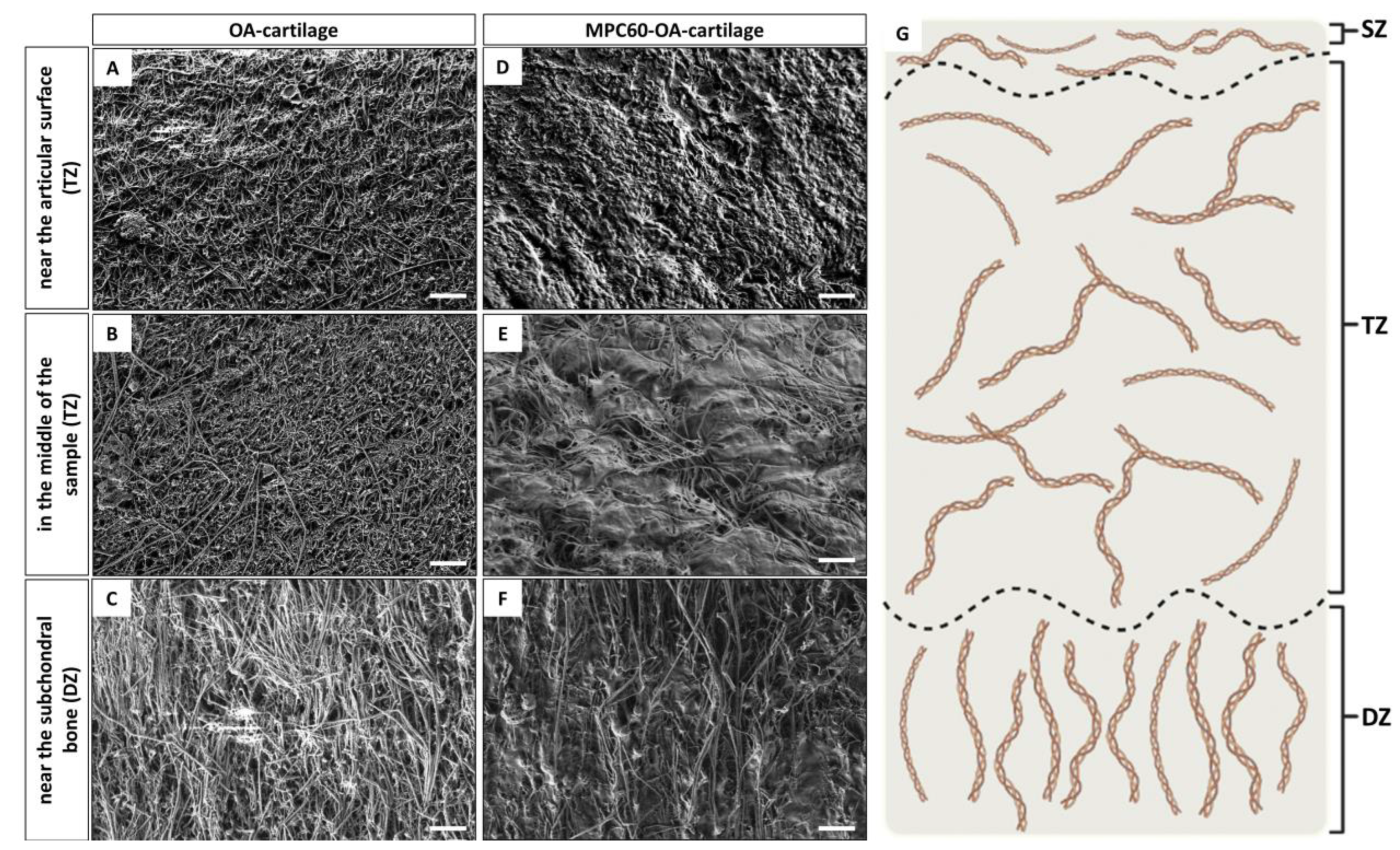 Bioengineering 10 00767 g003 Bioengineering 10 00767 g003
