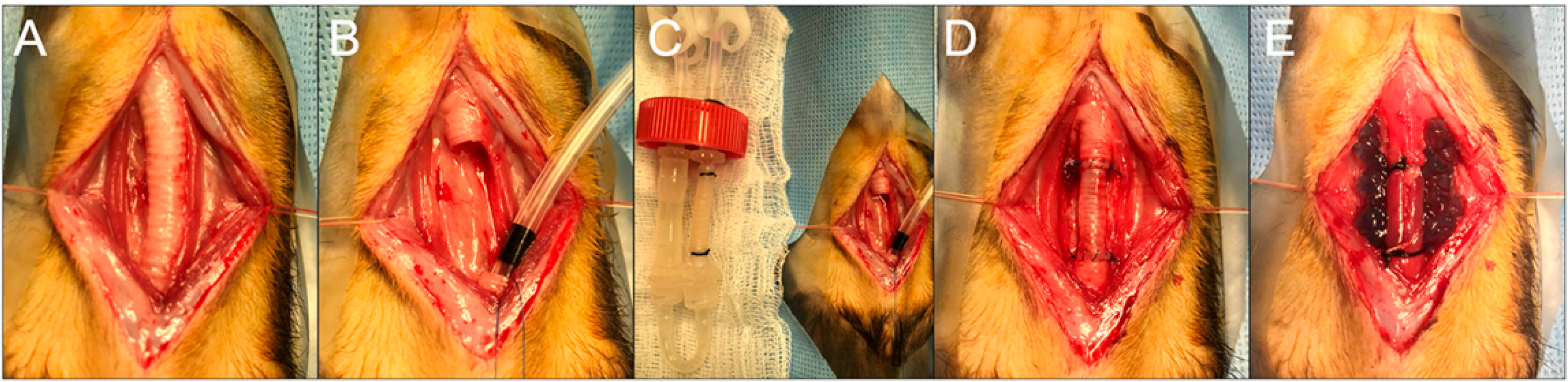 Bioengineering 10 00777 g001