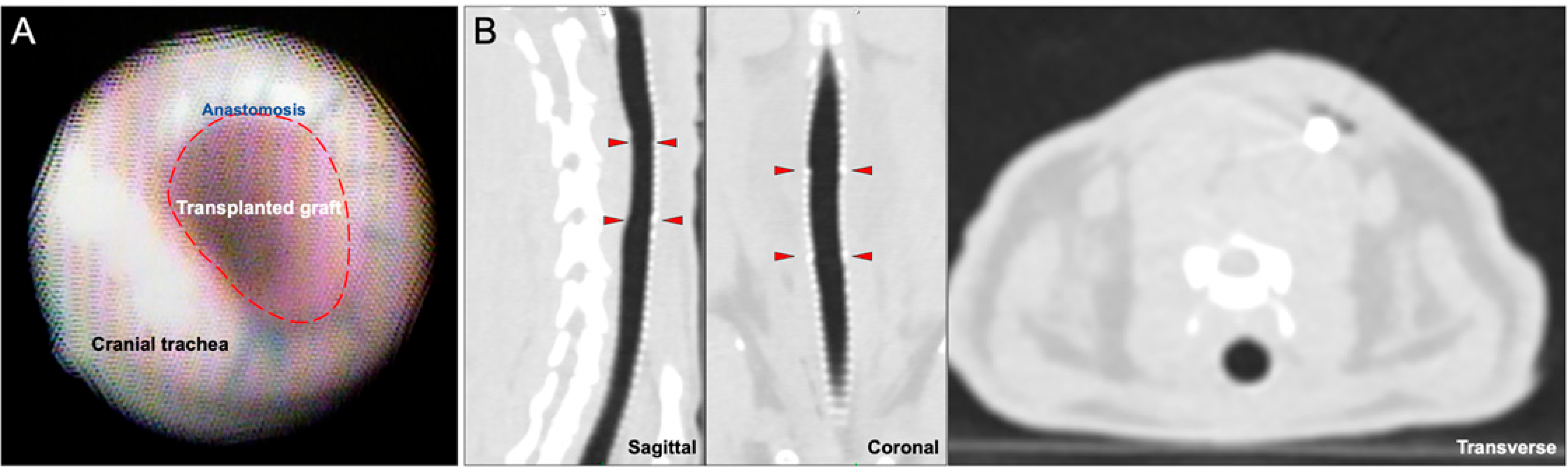 Bioengineering 10 00777 g002