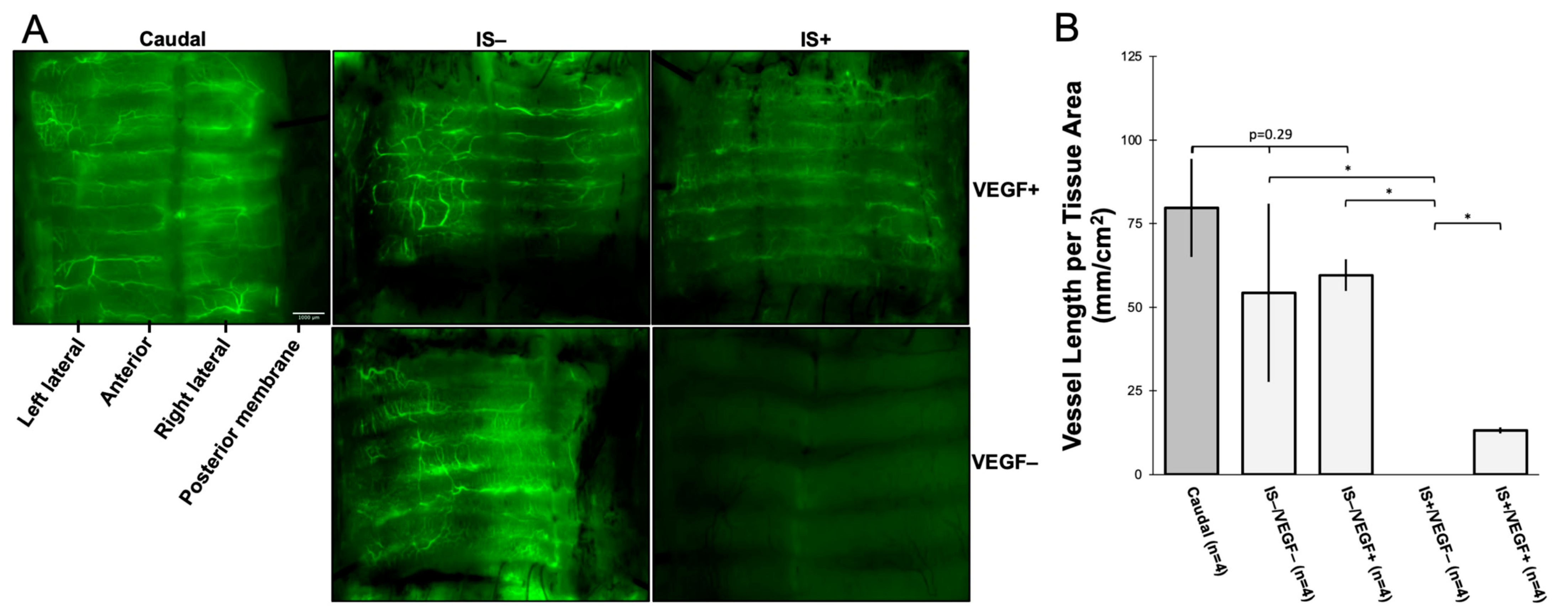 Bioengineering 10 00777 g003