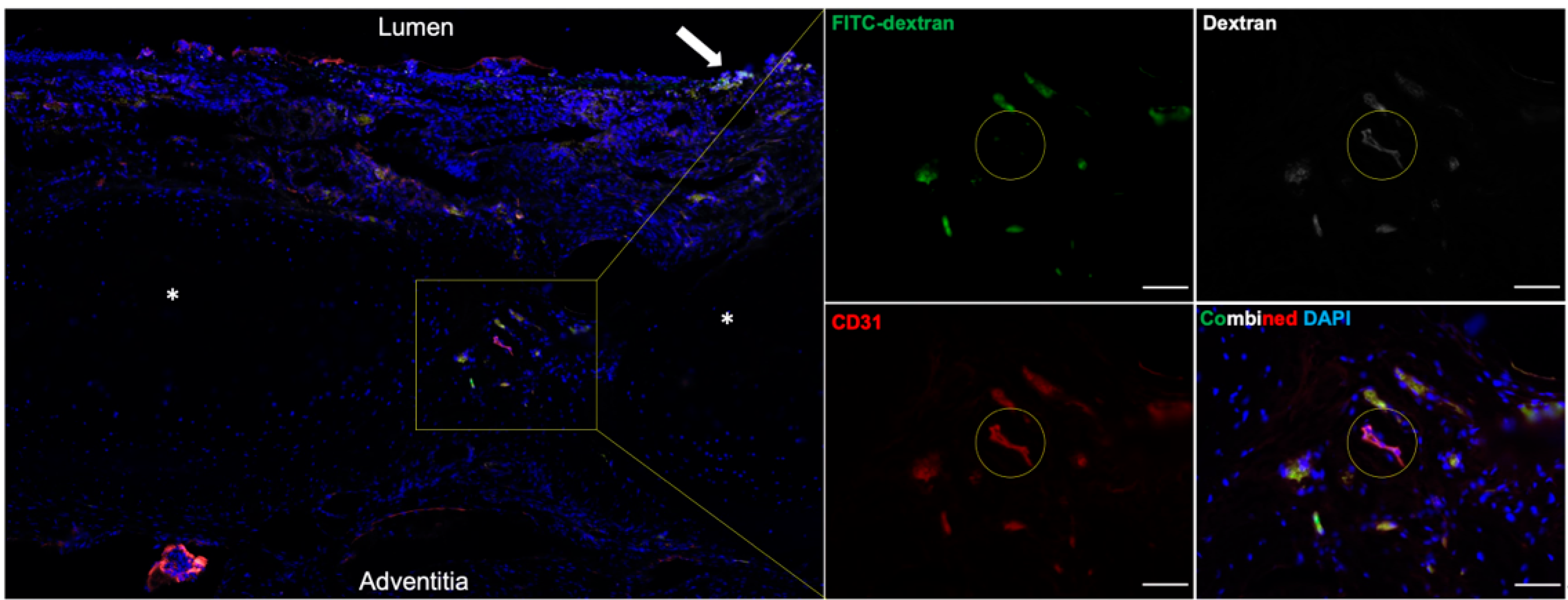 Bioengineering 10 00777 g004