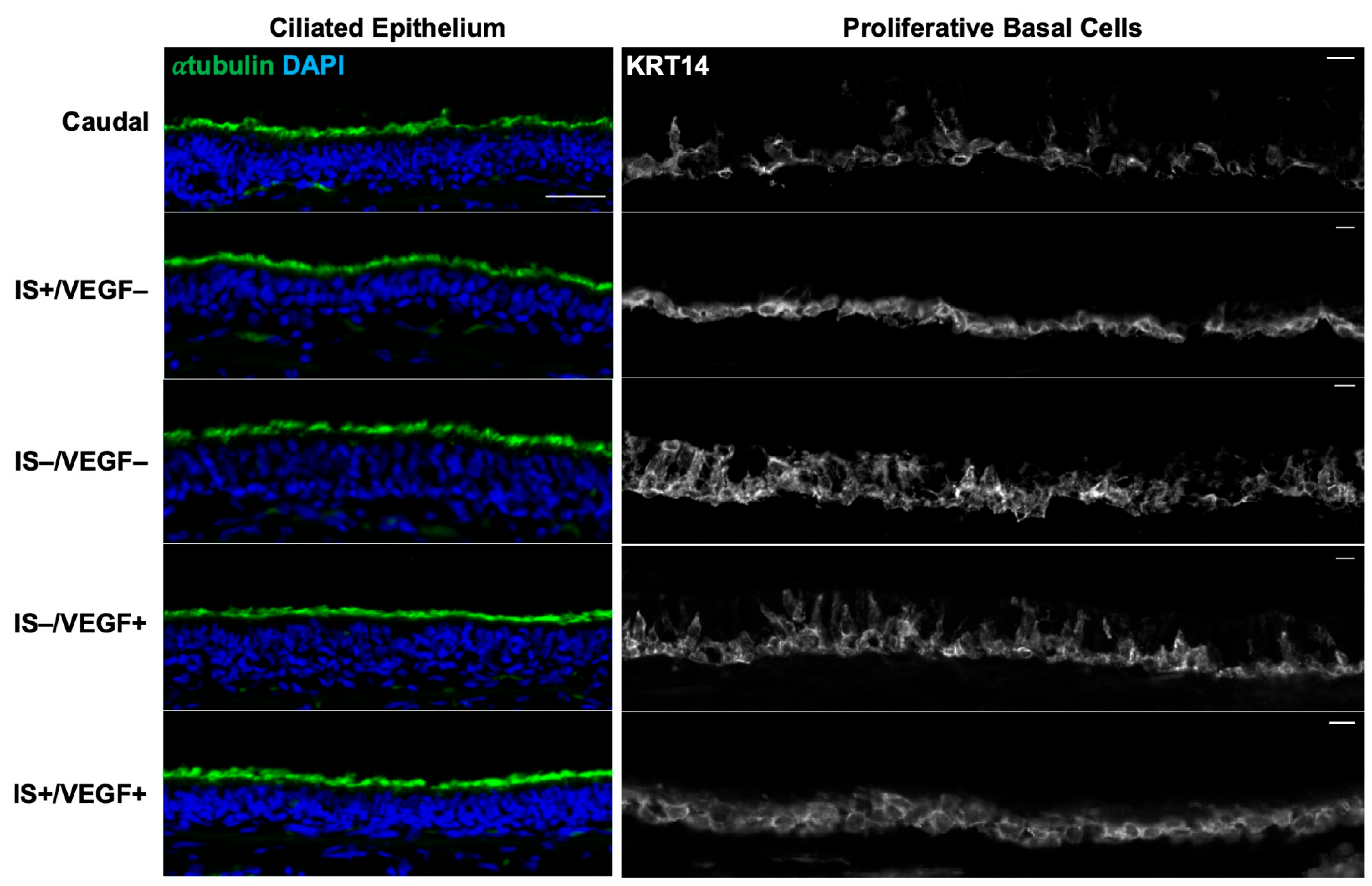 Bioengineering 10 00777 g006