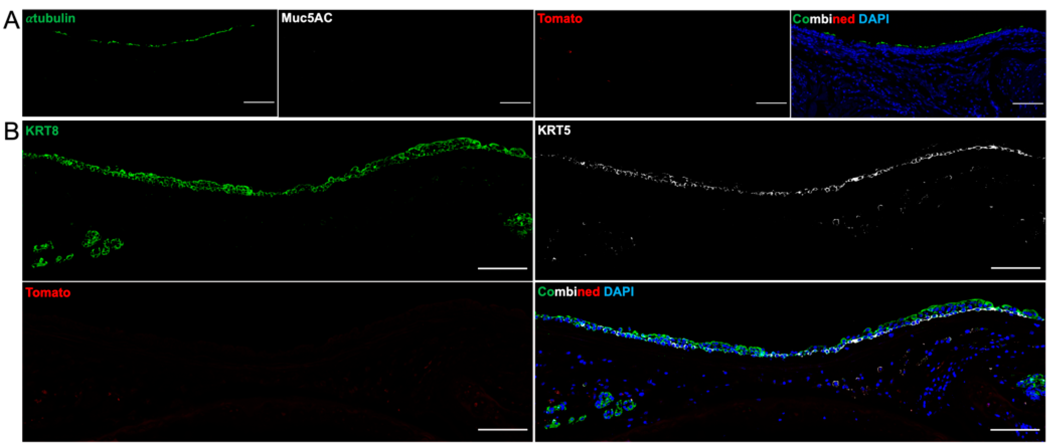 Bioengineering 10 00777 g008